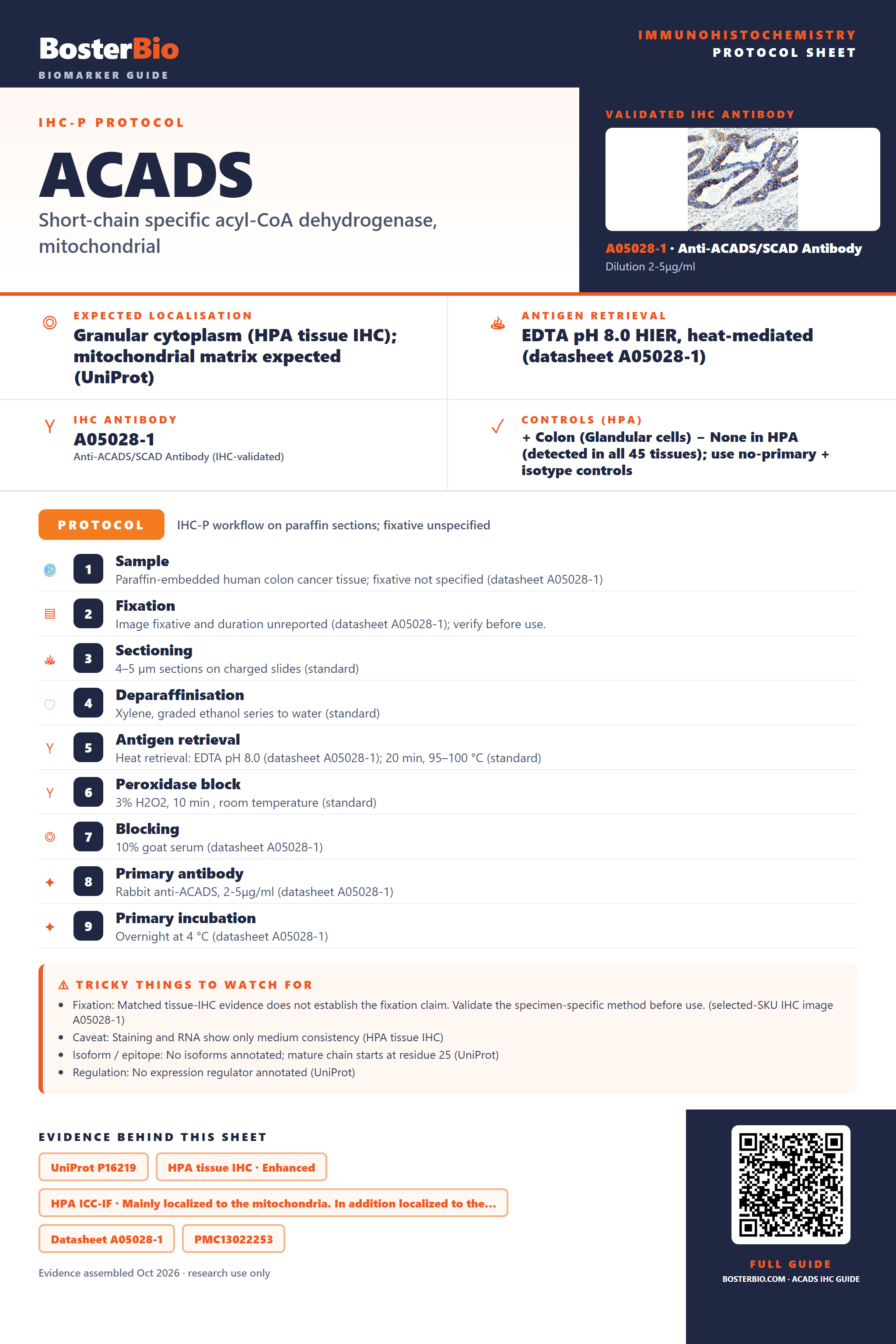 Immunohistochemistry protocol sheet for ACADS (IHC for ACADS): expected localisation Granular cytoplasm (HPA tissue IHC); mitochondrial matrix expected (UniProt), antibody A05028-1, validated IHC image, and IHC protocol steps