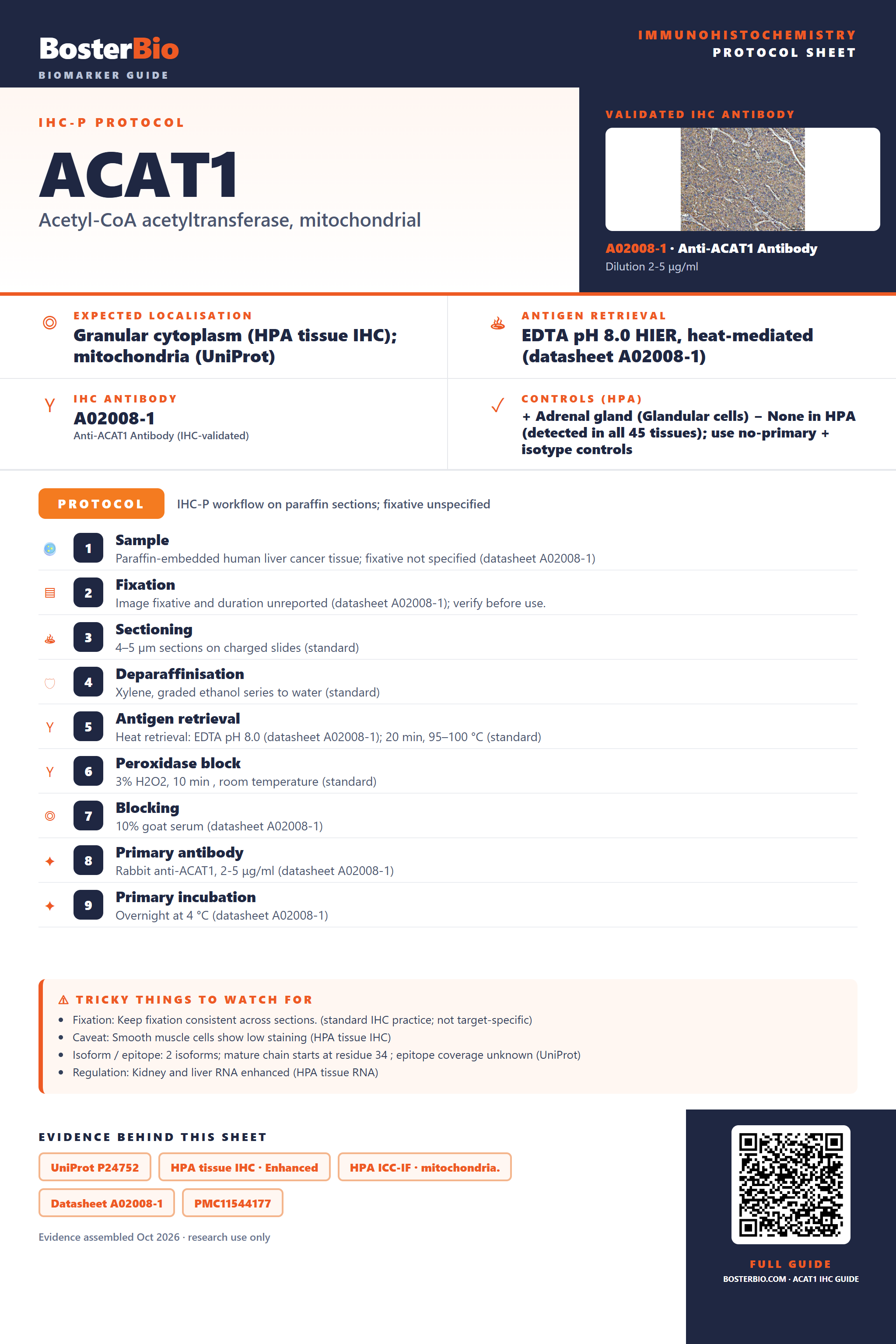 Immunohistochemistry protocol sheet for ACAT1 (IHC for ACAT1): expected localisation Granular cytoplasm (HPA tissue IHC); mitochondria (UniProt), antibody A02008-1, validated IHC image, and IHC protocol steps