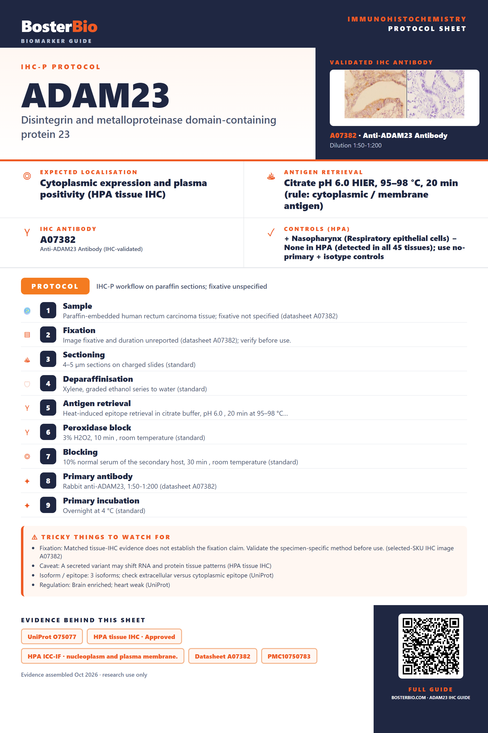 Immunohistochemistry protocol sheet for ADAM23 (IHC for ADAM23): expected localisation Cytoplasmic expression and plasma positivity (HPA tissue IHC), antibody A07382, validated IHC image, and IHC protocol steps