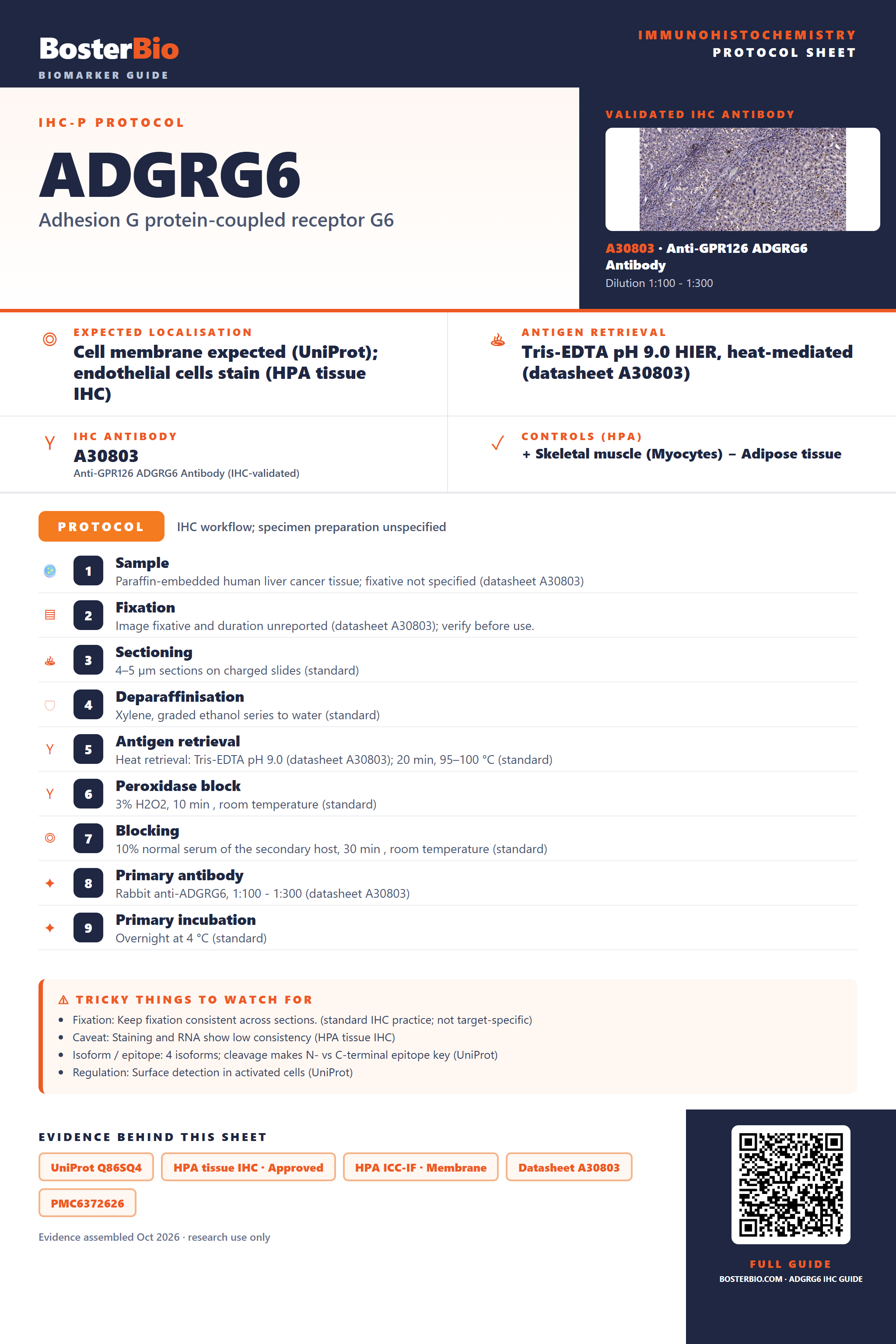 Immunohistochemistry protocol sheet for ADGRG6 (IHC for ADGRG6): expected localisation Cell membrane expected (UniProt); endothelial cells stain (HPA tissue IHC), antibody A30803, validated IHC image, and IHC protocol steps