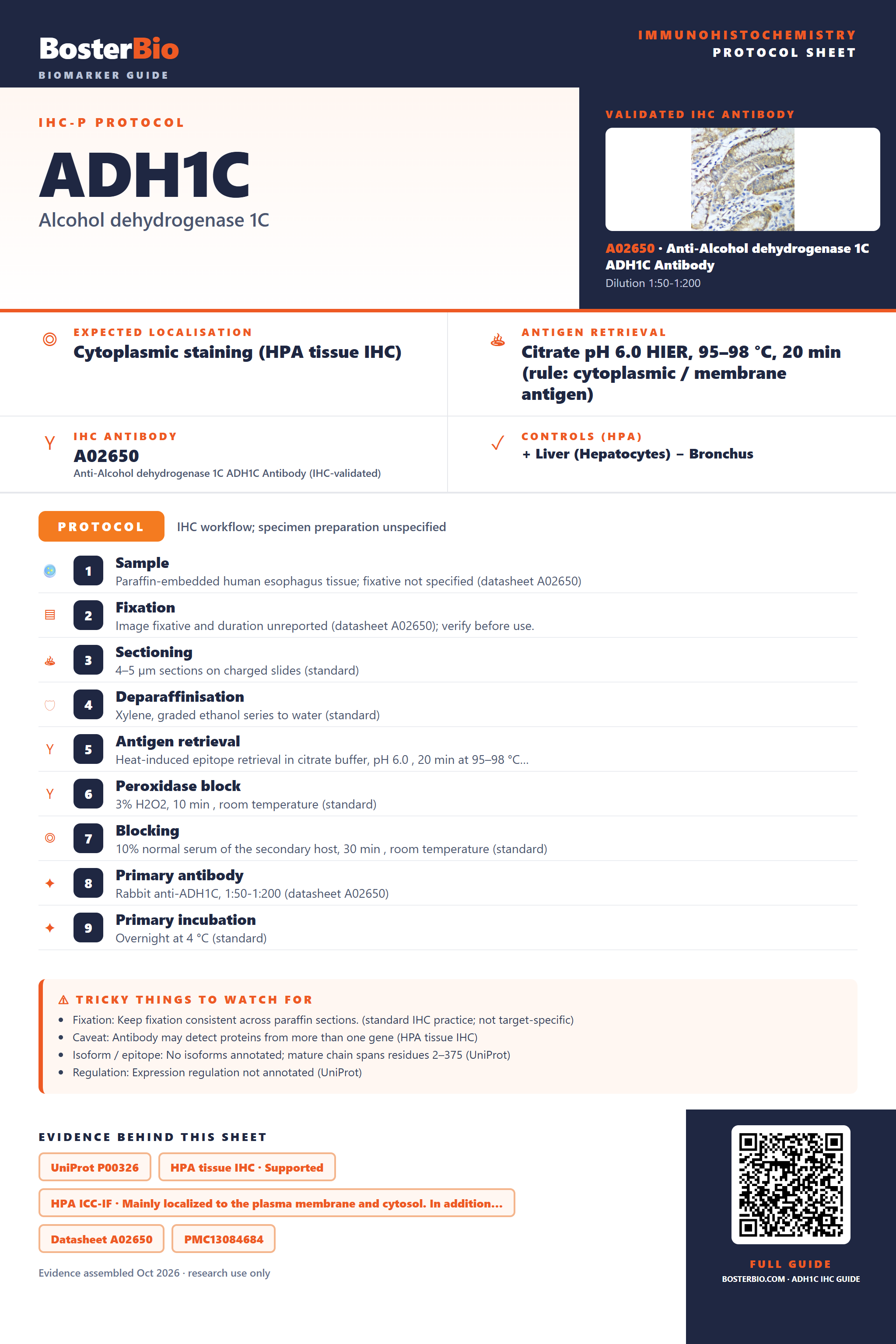 Immunohistochemistry protocol sheet for ADH1C (IHC for ADH1C): expected localisation Cytoplasmic staining (HPA tissue IHC), antibody A02650, validated IHC image, and IHC protocol steps