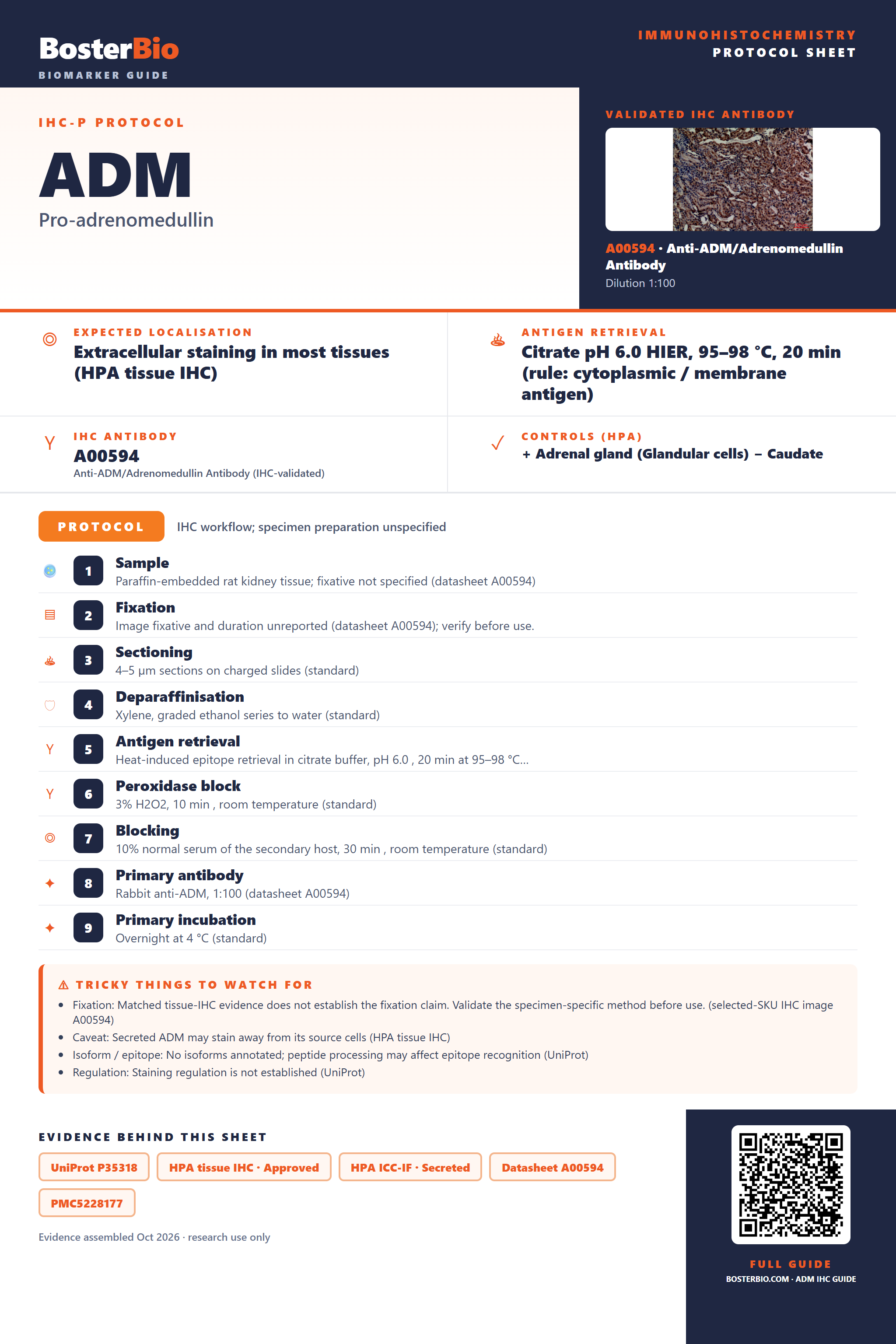 Immunohistochemistry protocol sheet for ADM (IHC for ADM): expected localisation Extracellular staining in most tissues (HPA tissue IHC), antibody A00594, validated IHC image, and IHC protocol steps