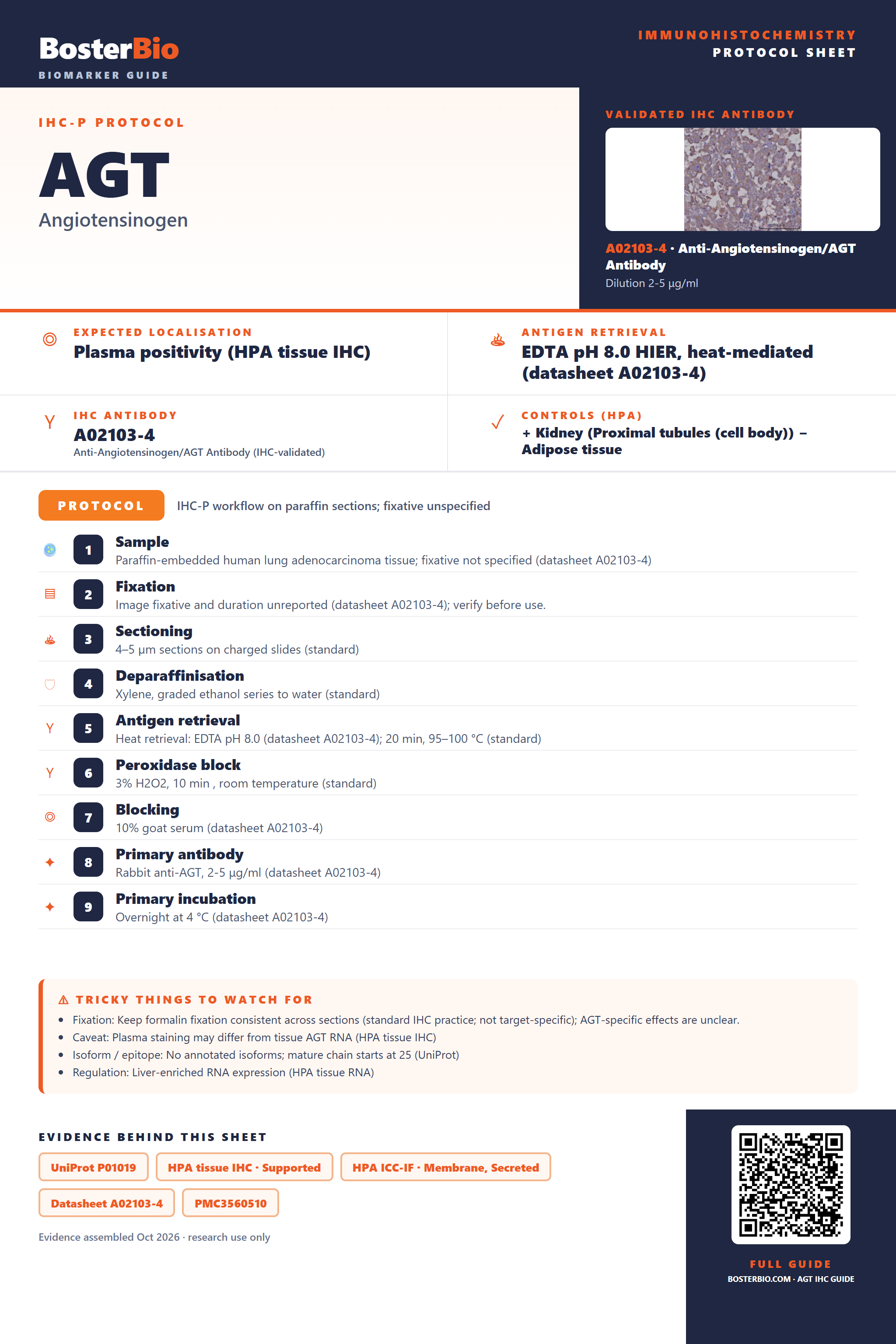 Immunohistochemistry protocol sheet for AGT (IHC for AGT): expected localisation Plasma positivity (HPA tissue IHC), antibody A02103-4, validated IHC image, and IHC protocol steps
