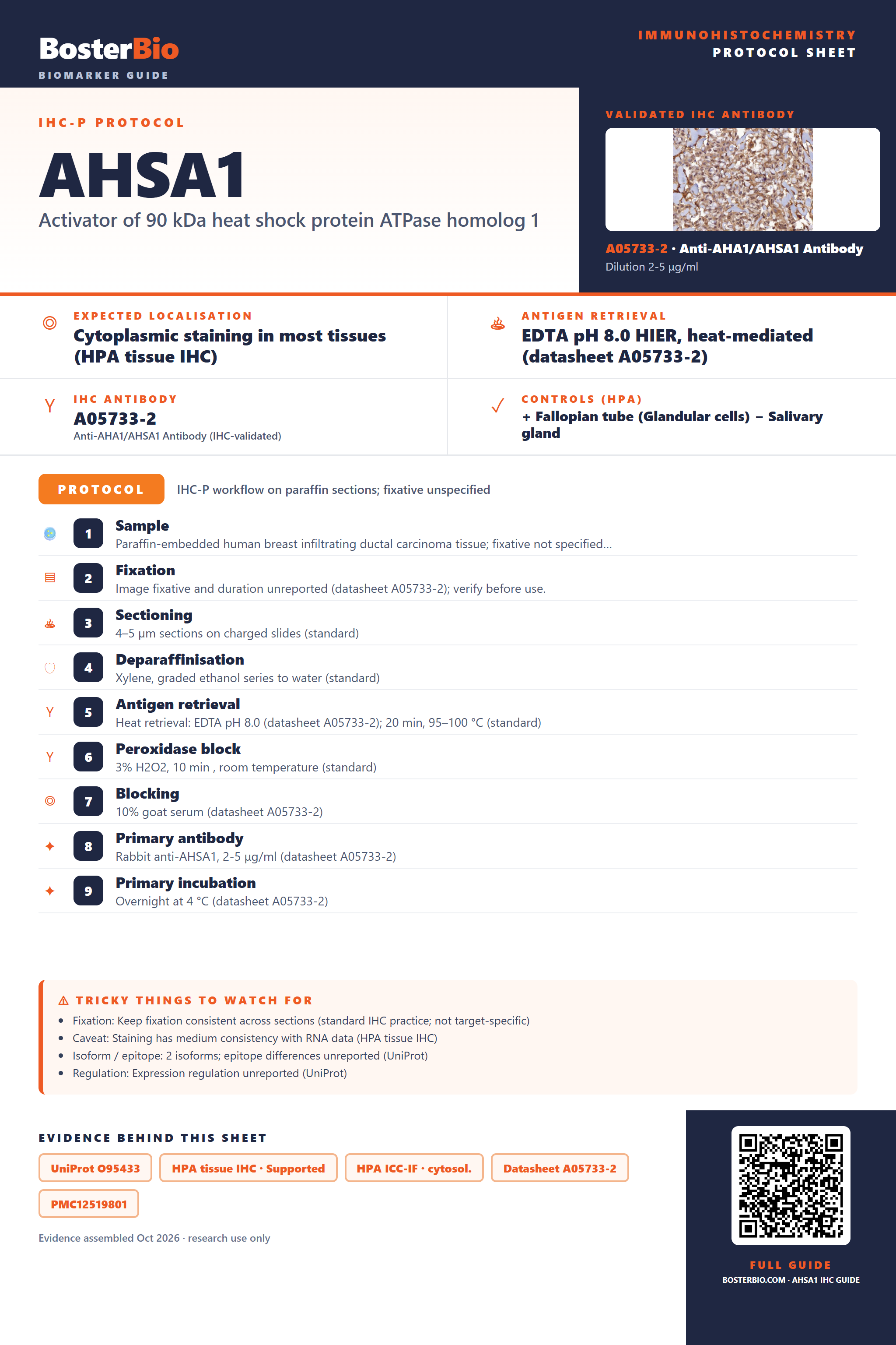 Immunohistochemistry protocol sheet for AHSA1 (IHC for AHSA1): expected localisation Cytoplasmic staining in most tissues (HPA tissue IHC), antibody A05733-2, validated IHC image, and IHC protocol steps