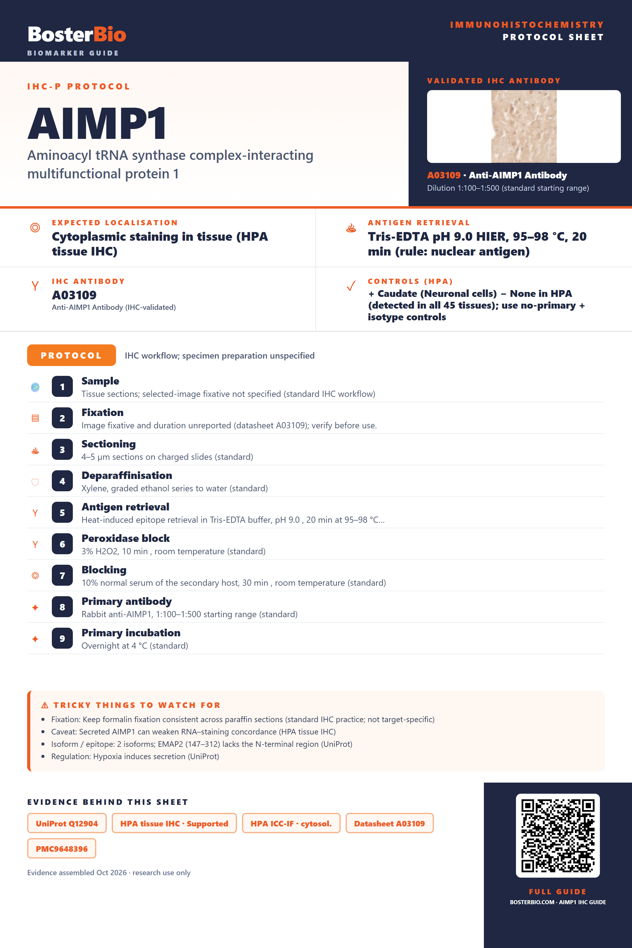Immunohistochemistry protocol sheet for AIMP1 (IHC for AIMP1): expected localisation Cytoplasmic staining in tissue (HPA tissue IHC), antibody A03109, validated IHC image, and IHC protocol steps