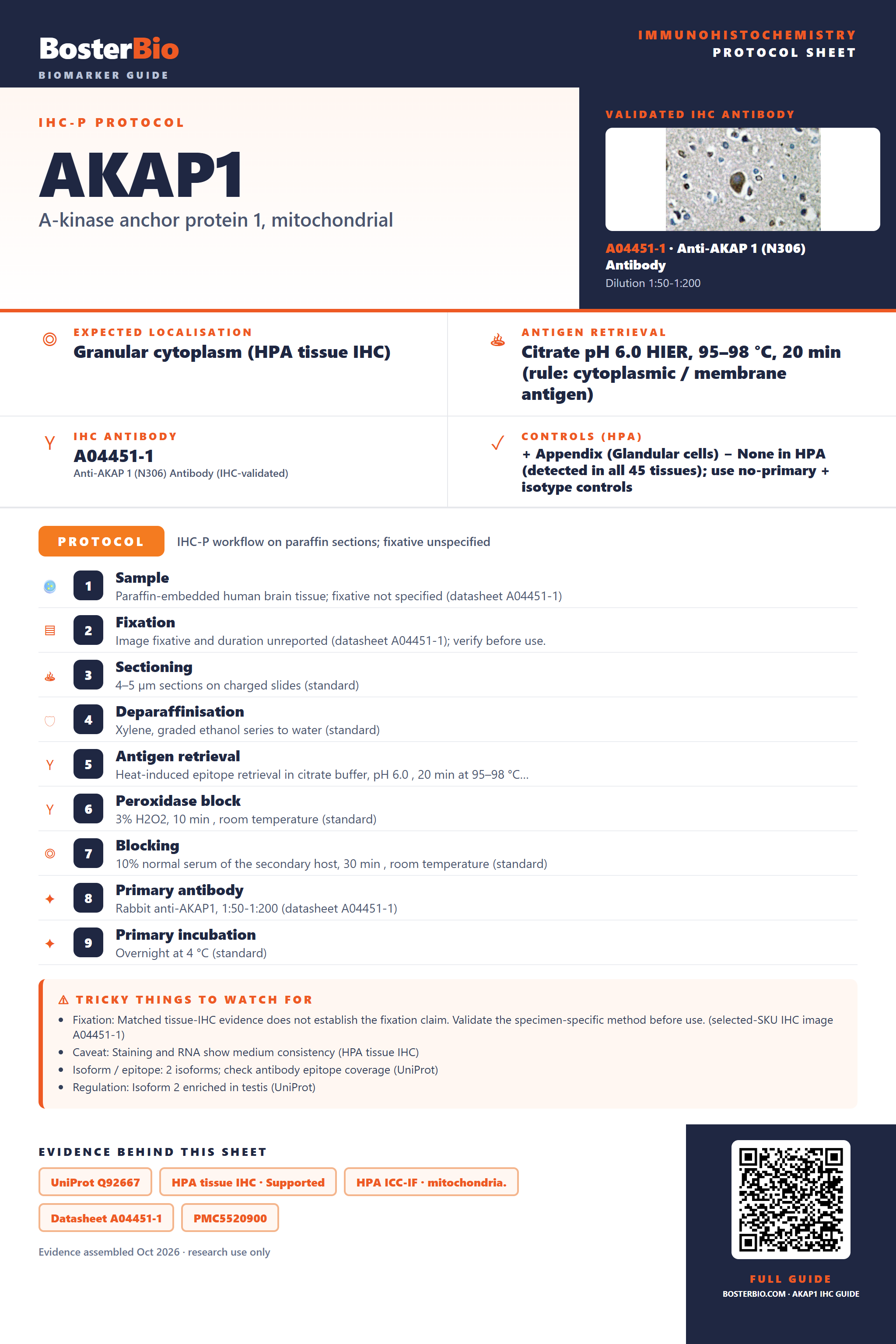 Immunohistochemistry protocol sheet for AKAP1 (IHC for AKAP1): expected localisation Granular cytoplasm (HPA tissue IHC), antibody A04451-1, validated IHC image, and IHC protocol steps