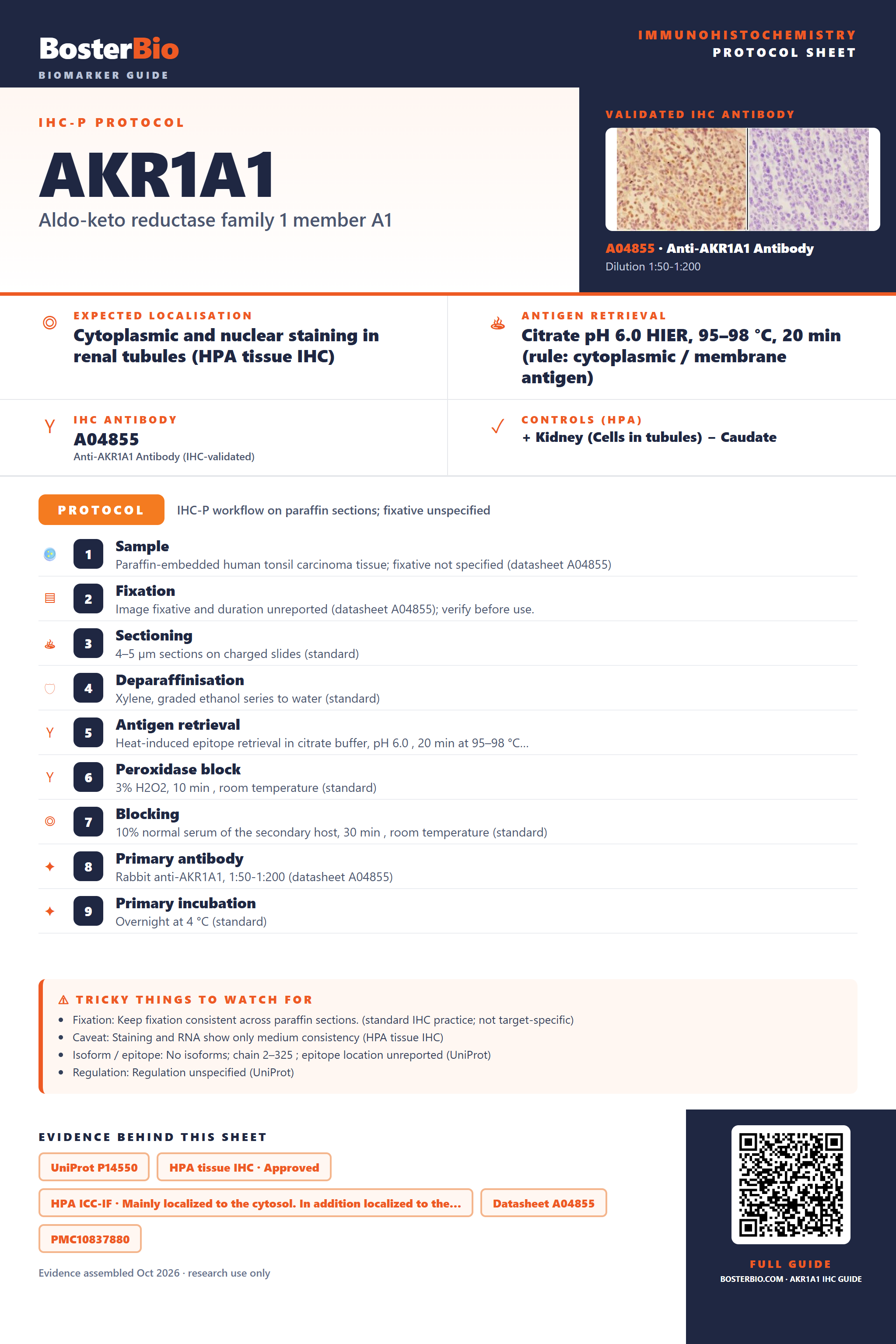 Immunohistochemistry protocol sheet for AKR1A1 (IHC for AKR1A1): expected localisation Cytoplasmic and nuclear staining in renal tubules (HPA tissue IHC), antibody A04855, validated IHC image, and IHC protocol steps