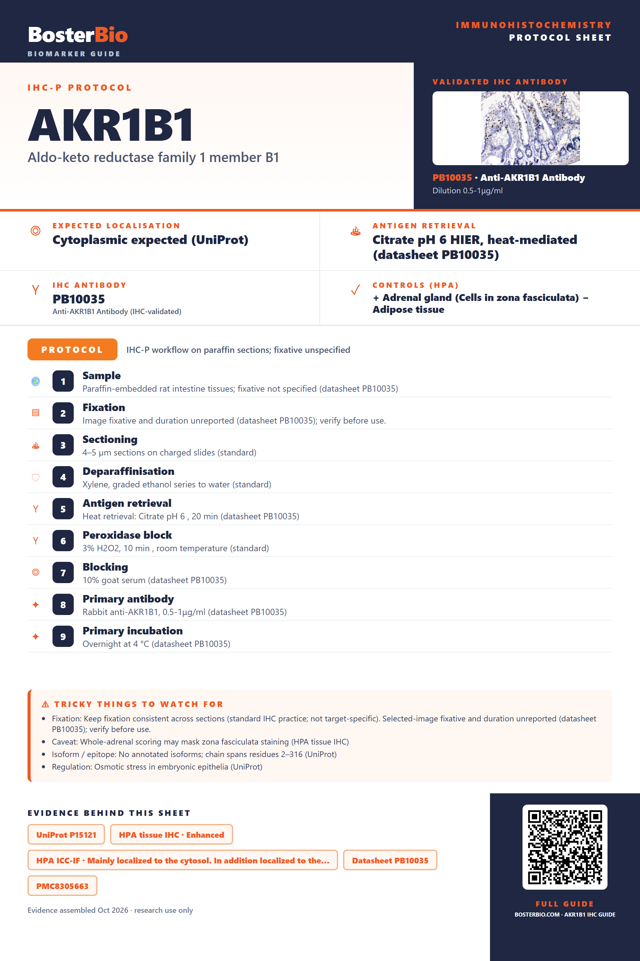 Immunohistochemistry protocol sheet for AKR1B1 (IHC for AKR1B1): expected localisation Cytoplasmic expected (UniProt), antibody PB10035, validated IHC image, and IHC protocol steps