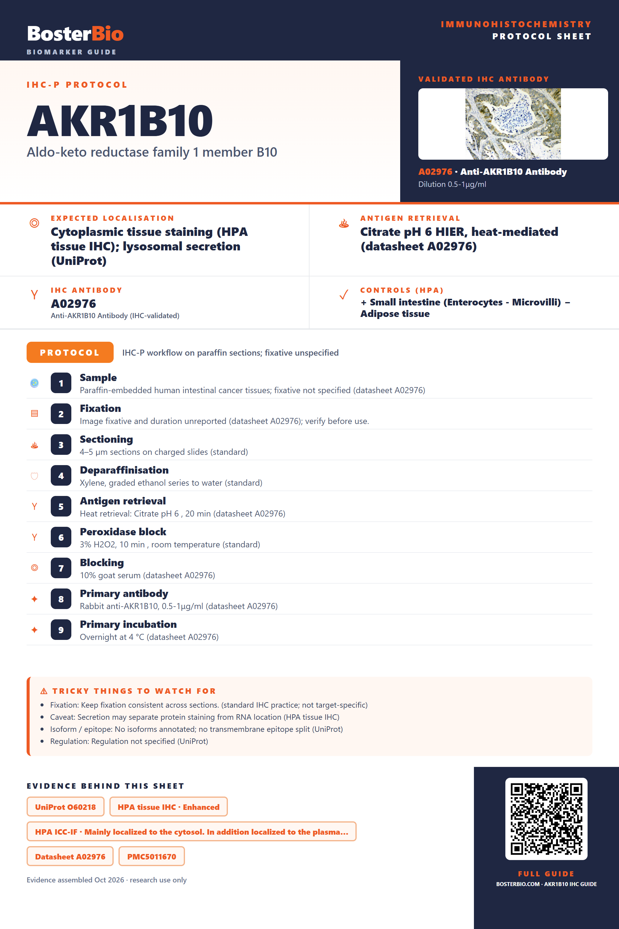 Immunohistochemistry protocol sheet for AKR1B10 (IHC for AKR1B10): expected localisation Cytoplasmic tissue staining (HPA tissue IHC); lysosomal secretion (UniProt), antibody A02976, validated IHC image, and IHC protocol steps