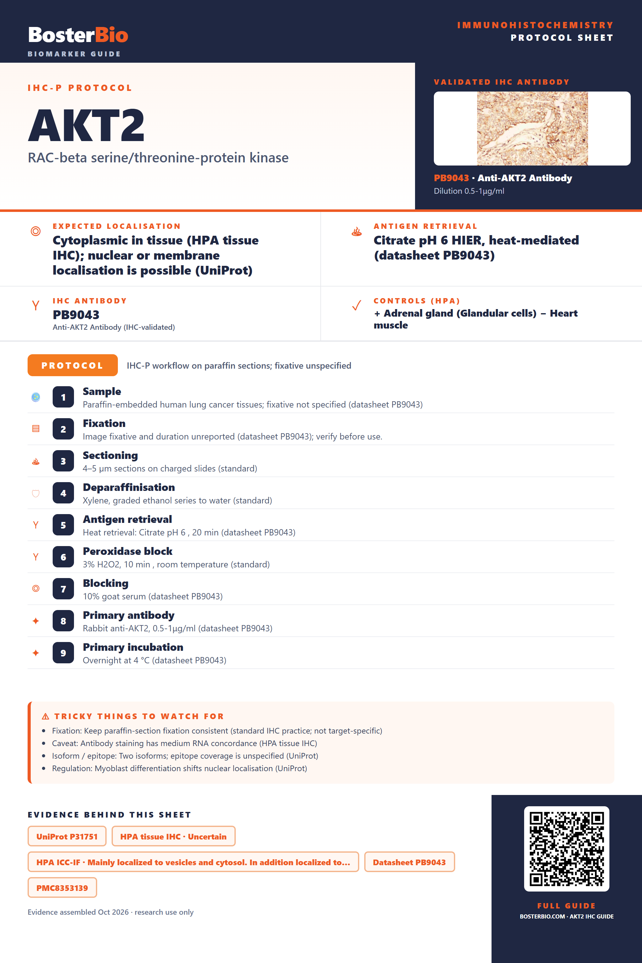 Immunohistochemistry protocol sheet for AKT2 (IHC for AKT2): expected localisation Cytoplasmic in tissue (HPA tissue IHC); nuclear or membrane localisation is possible (UniProt), antibody PB9043, validated IHC image, and IHC protocol steps