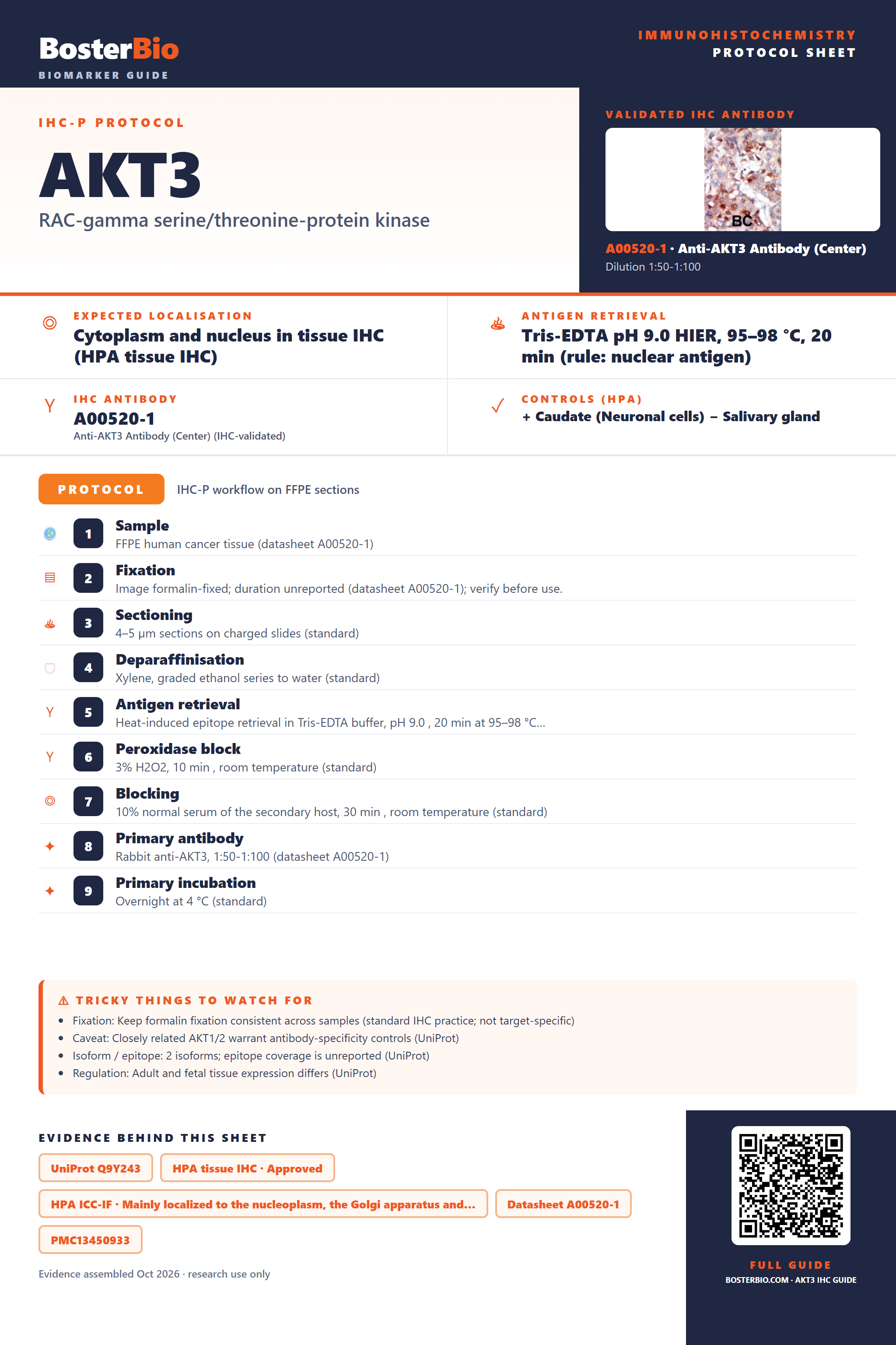 Immunohistochemistry protocol sheet for AKT3 (IHC for AKT3): expected localisation Cytoplasm and nucleus in tissue IHC (HPA tissue IHC), antibody A00520-1, validated IHC image, and IHC protocol steps