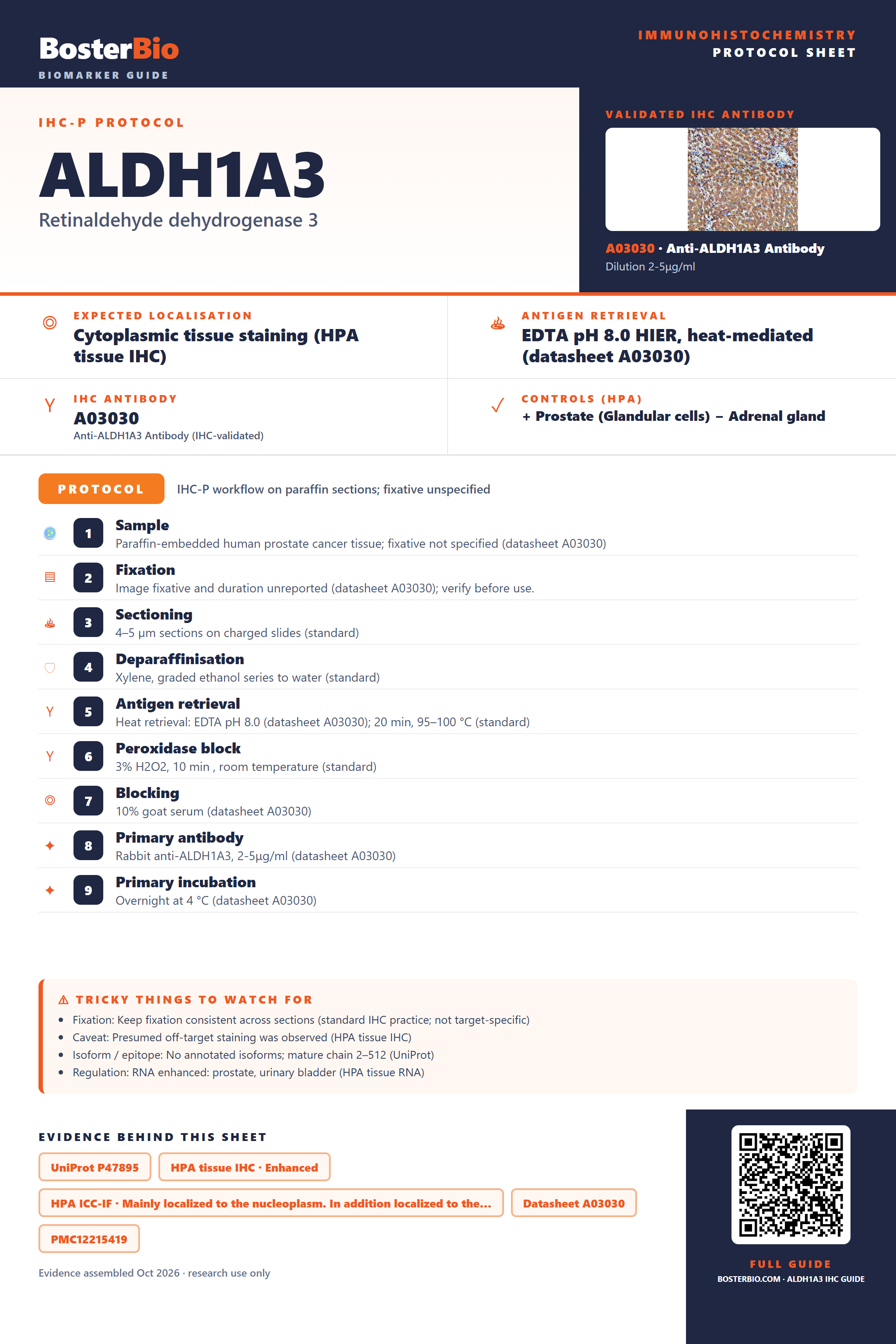 Immunohistochemistry protocol sheet for ALDH1A3 (IHC for ALDH1A3): expected localisation Cytoplasmic tissue staining (HPA tissue IHC), antibody A03030, validated IHC image, and IHC protocol steps
