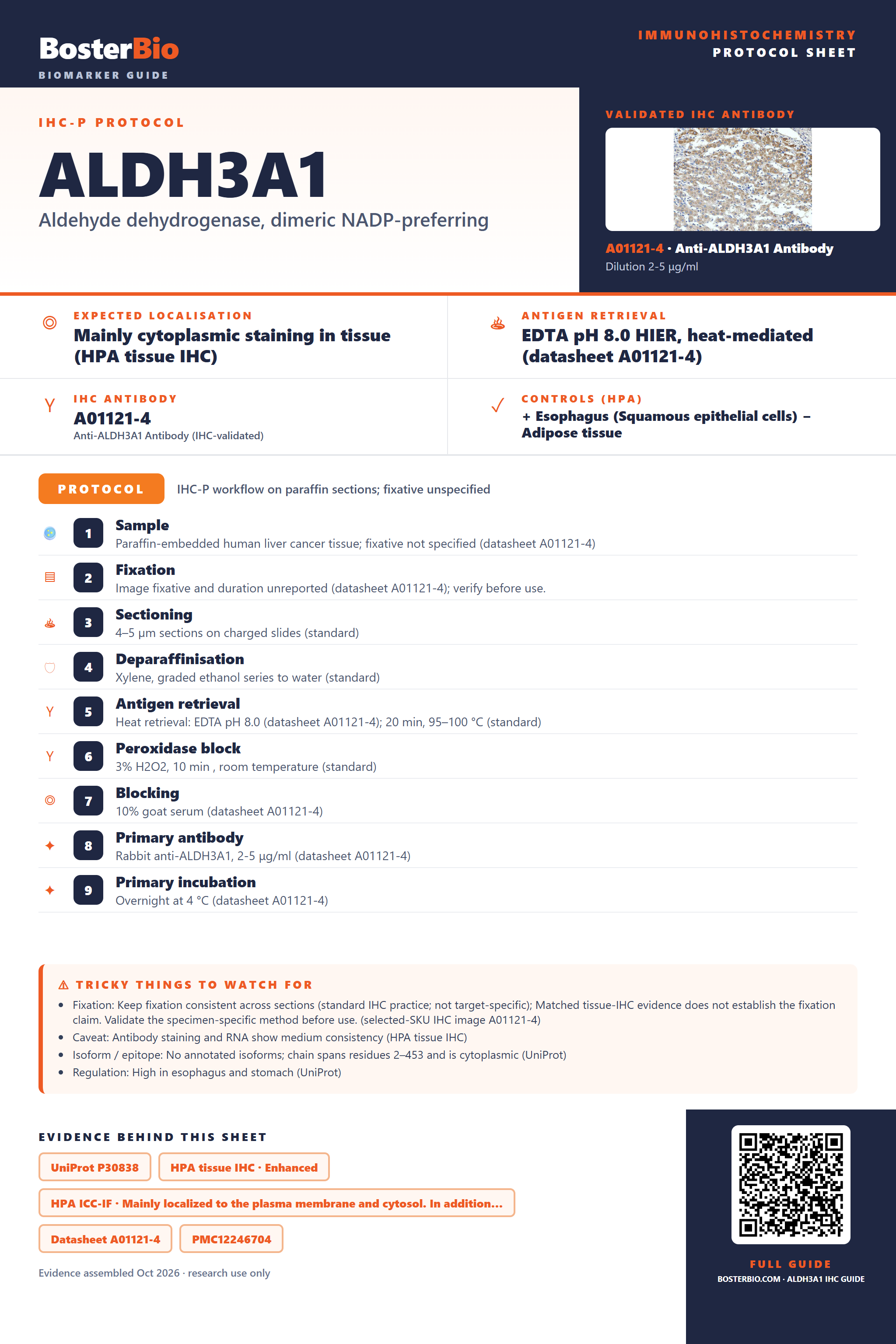 Immunohistochemistry protocol sheet for ALDH3A1 (IHC for ALDH3A1): expected localisation Mainly cytoplasmic staining in tissue (HPA tissue IHC), antibody A01121-4, validated IHC image, and IHC protocol steps