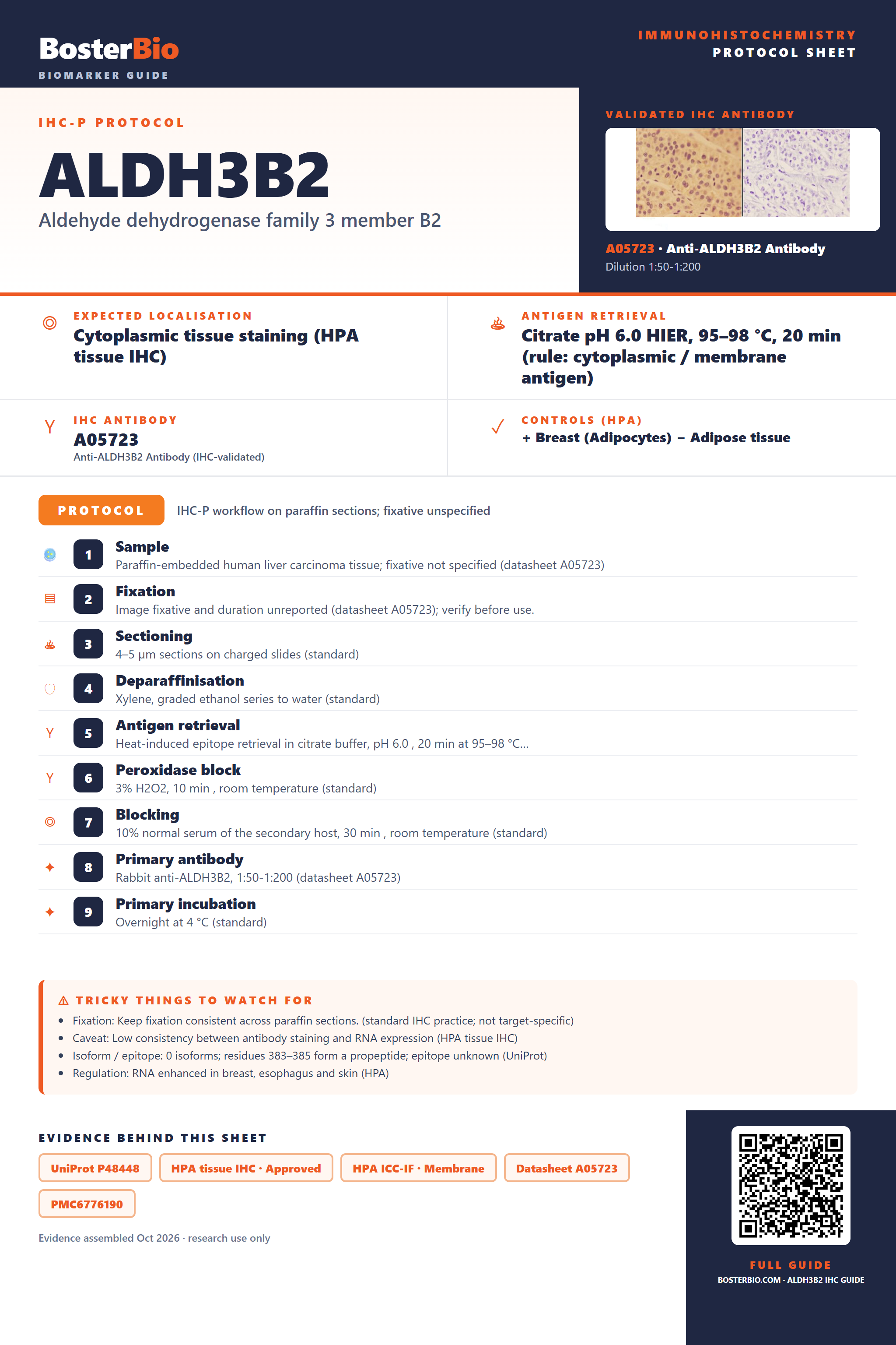 Immunohistochemistry protocol sheet for ALDH3B2 (IHC for ALDH3B2): expected localisation Cytoplasmic tissue staining (HPA tissue IHC), antibody A05723, validated IHC image, and IHC protocol steps