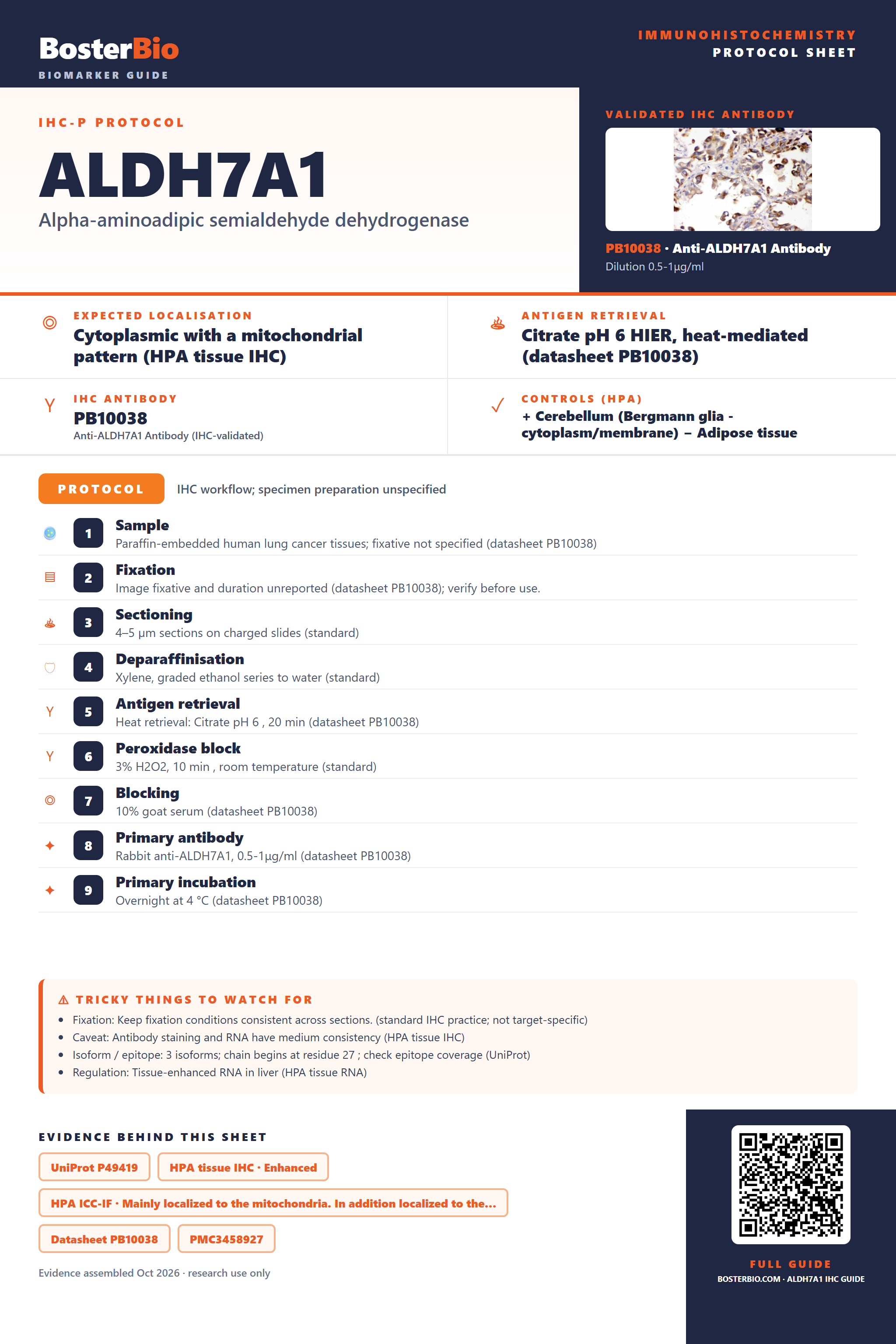 Immunohistochemistry protocol sheet for ALDH7A1 (IHC for ALDH7A1): expected localisation Cytoplasmic with a mitochondrial pattern (HPA tissue IHC), antibody PB10038, validated IHC image, and IHC protocol steps