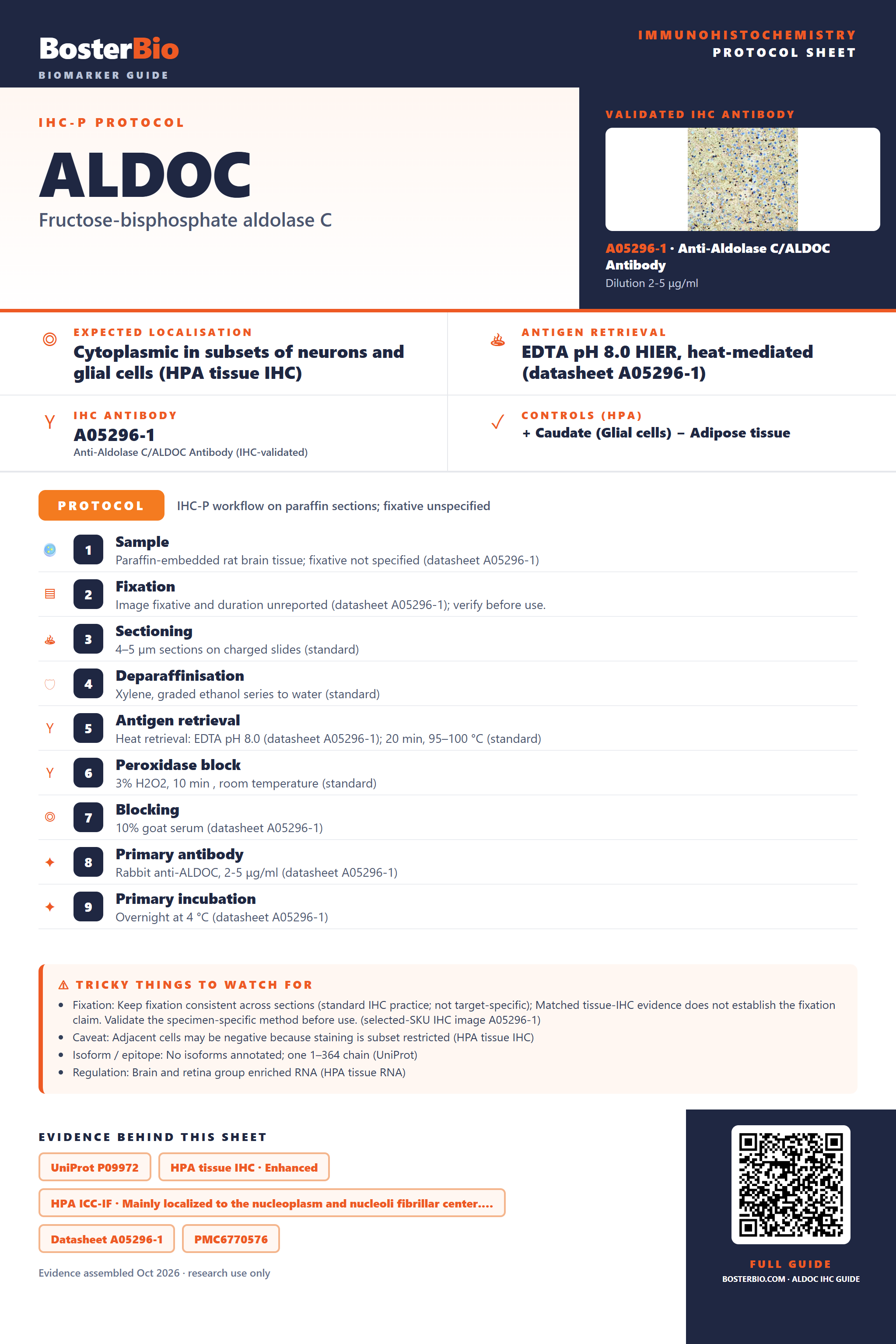 Immunohistochemistry protocol sheet for ALDOC (IHC for ALDOC): expected localisation Cytoplasmic in subsets of neurons and glial cells (HPA tissue IHC), antibody A05296-1, validated IHC image, and IHC protocol steps