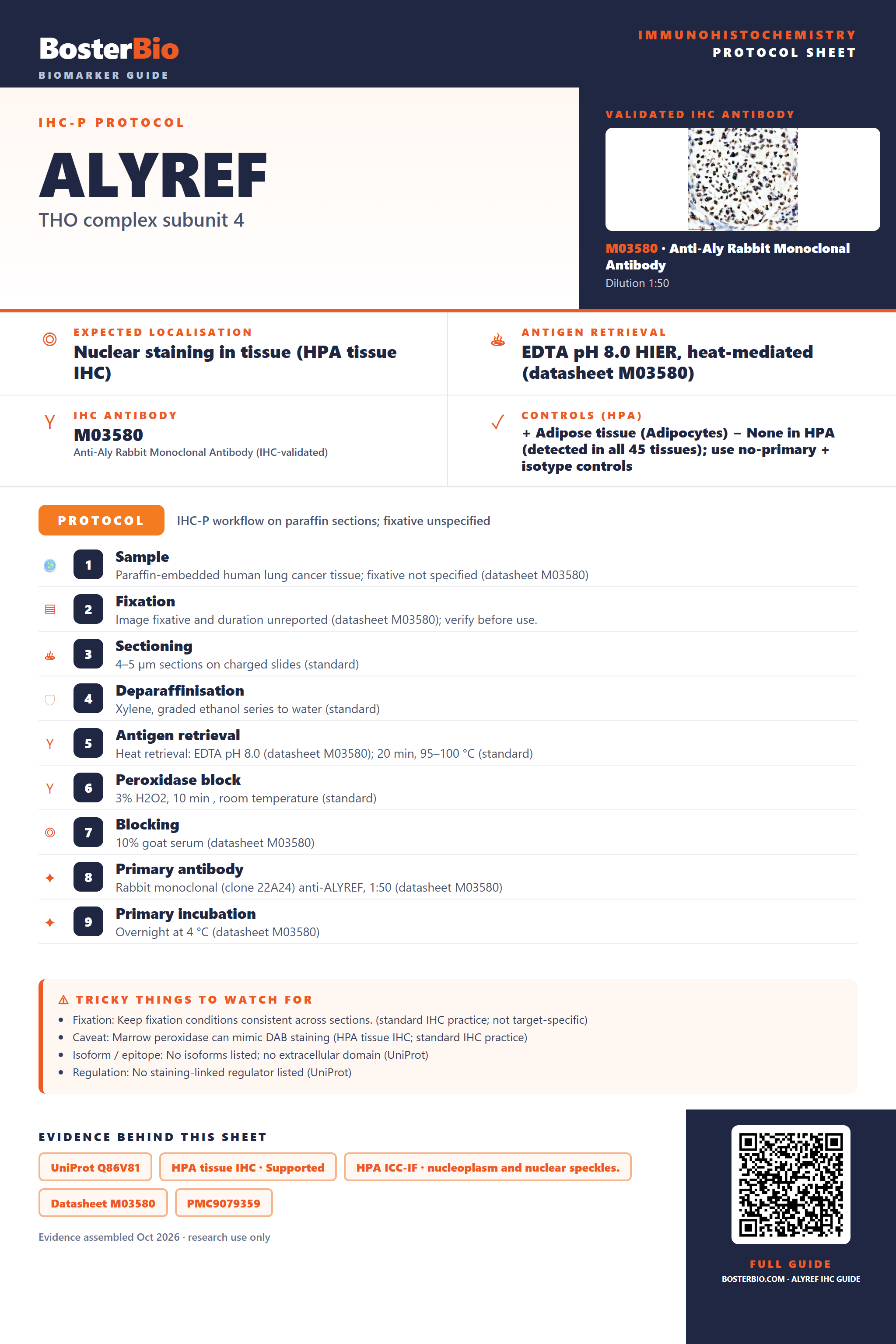 Immunohistochemistry protocol sheet for ALYREF (IHC for ALYREF): expected localisation Nuclear staining in tissue (HPA tissue IHC), antibody M03580, validated IHC image, and IHC protocol steps