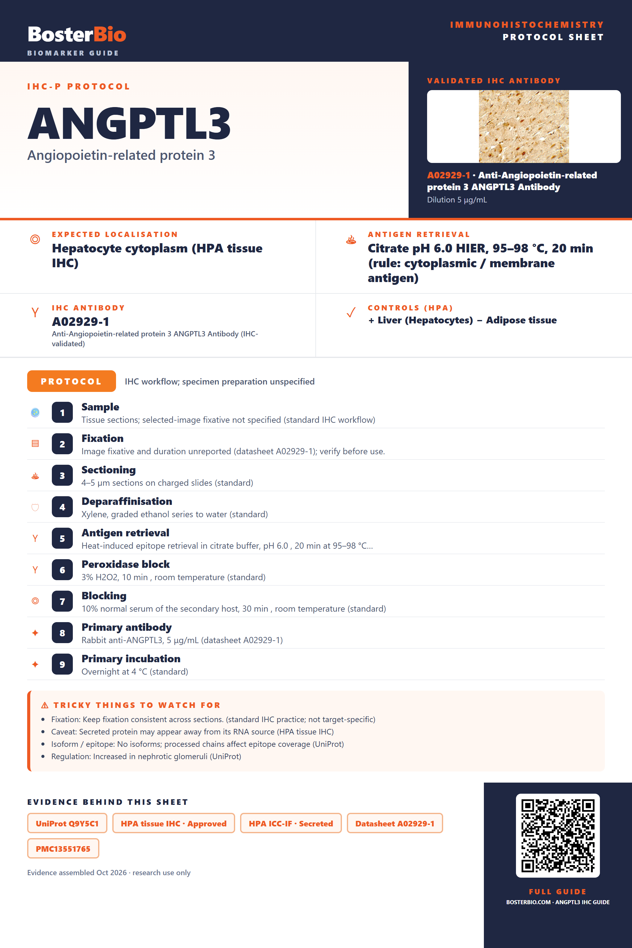 Immunohistochemistry protocol sheet for ANGPTL3 (IHC for ANGPTL3): expected localisation Hepatocyte cytoplasm (HPA tissue IHC), antibody A02929-1, validated IHC image, and IHC protocol steps