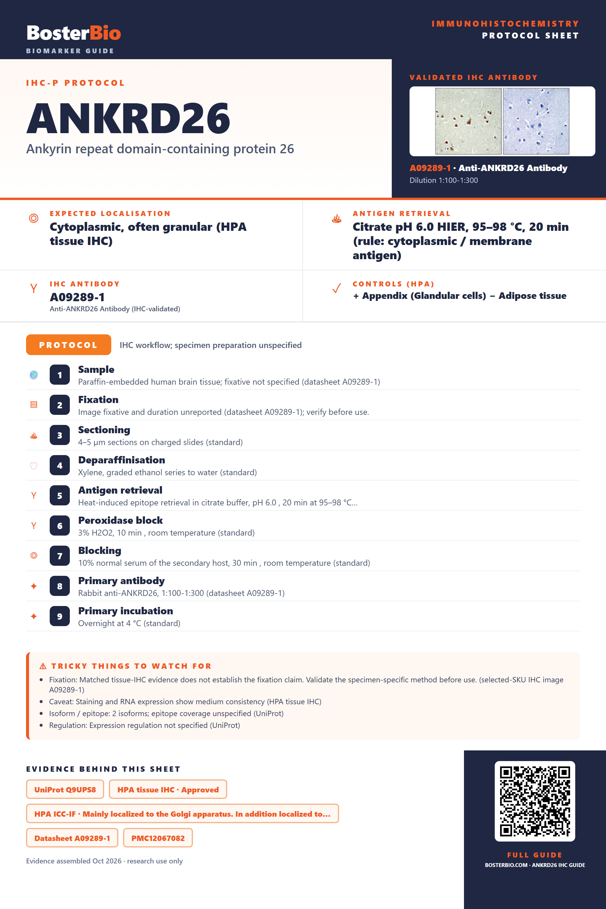 Immunohistochemistry protocol sheet for ANKRD26 (IHC for ANKRD26): expected localisation Cytoplasmic, often granular (HPA tissue IHC), antibody A09289-1, validated IHC image, and IHC protocol steps