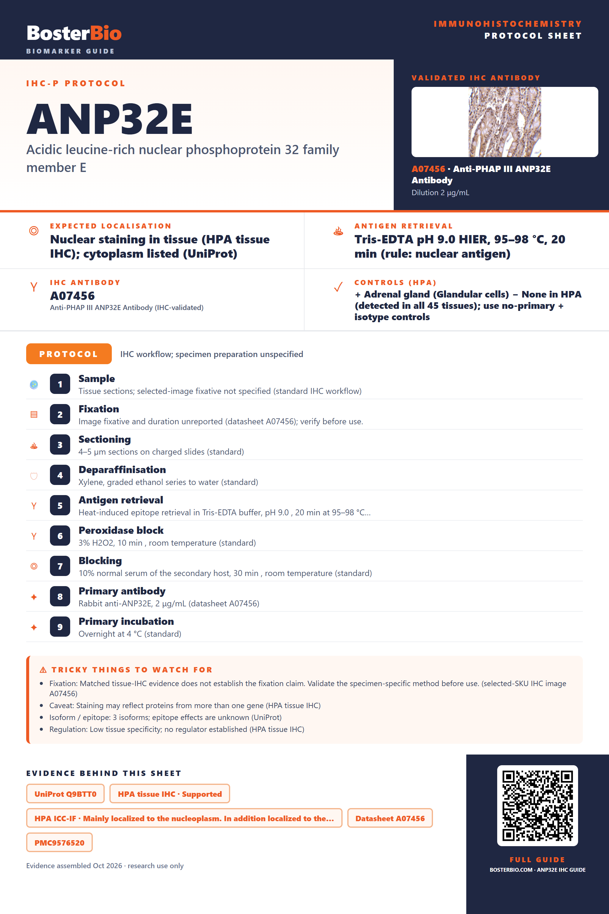 Immunohistochemistry protocol sheet for ANP32E (IHC for ANP32E): expected localisation Nuclear staining in tissue (HPA tissue IHC); cytoplasm listed (UniProt), antibody A07456, validated IHC image, and IHC protocol steps