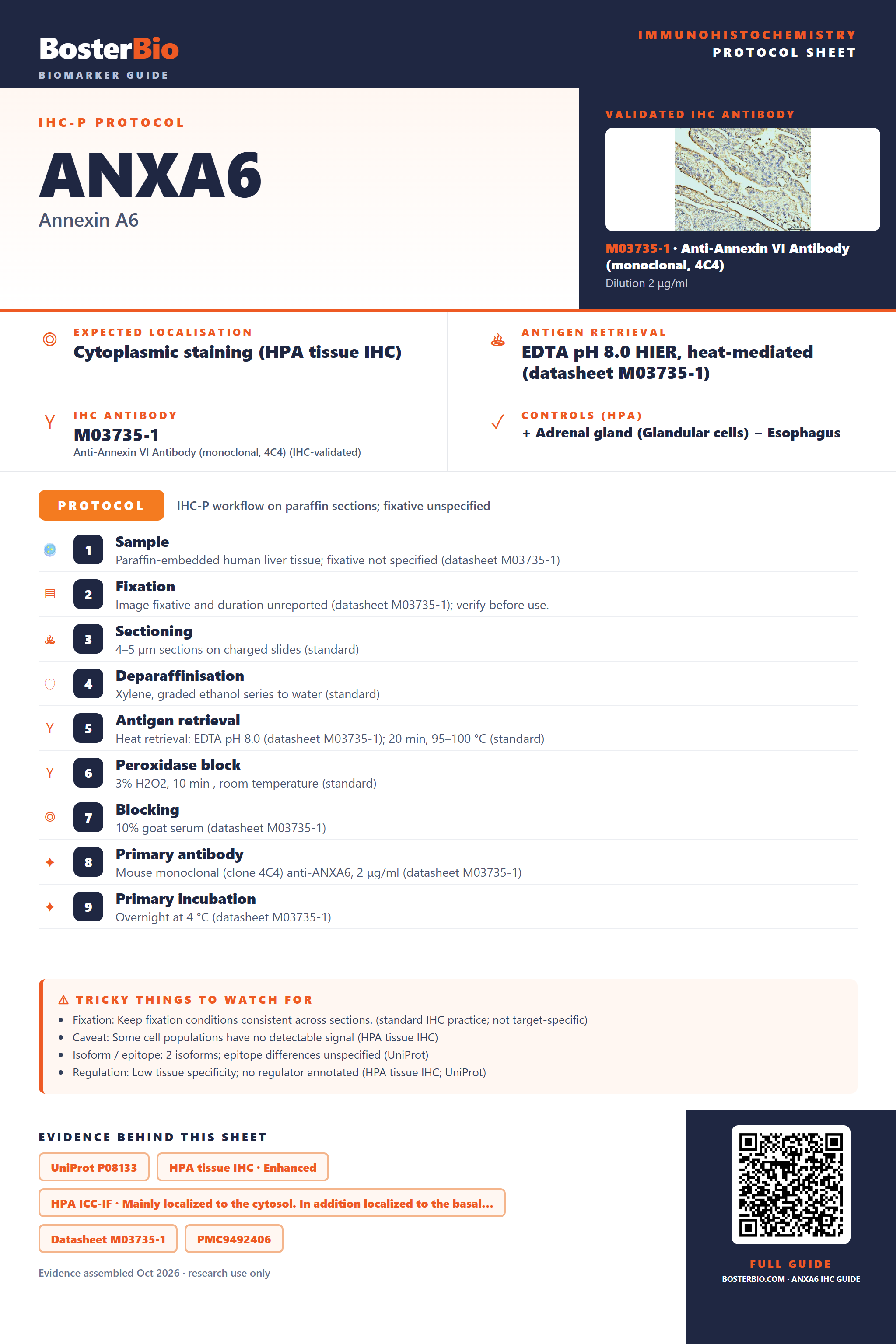 Immunohistochemistry protocol sheet for ANXA6 (IHC for ANXA6): expected localisation Cytoplasmic staining (HPA tissue IHC), antibody M03735-1, validated IHC image, and IHC protocol steps