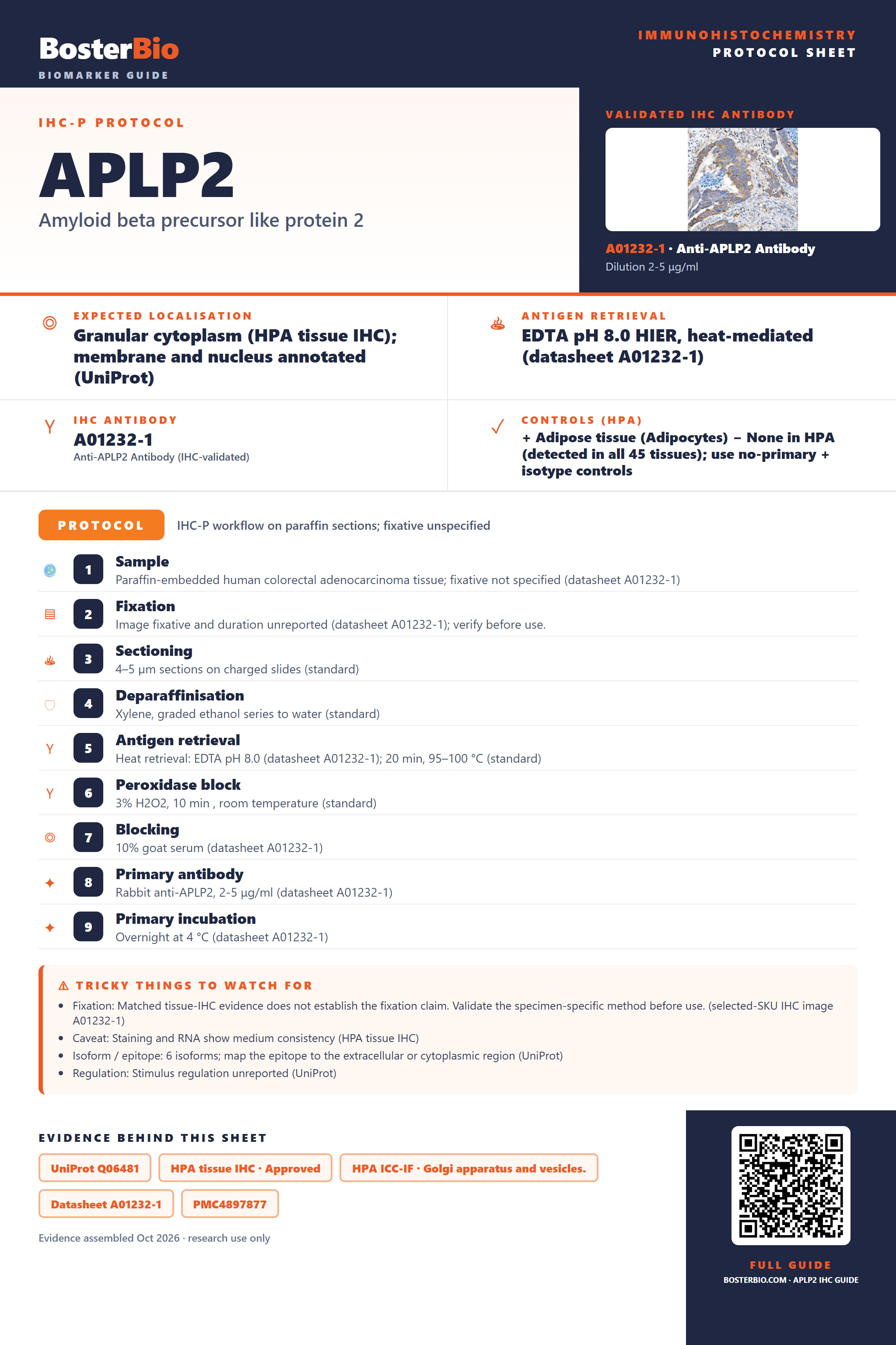 Immunohistochemistry protocol sheet for APLP2 (IHC for APLP2): expected localisation Granular cytoplasm (HPA tissue IHC); membrane and nucleus annotated (UniProt), antibody A01232-1, validated IHC image, and IHC protocol steps