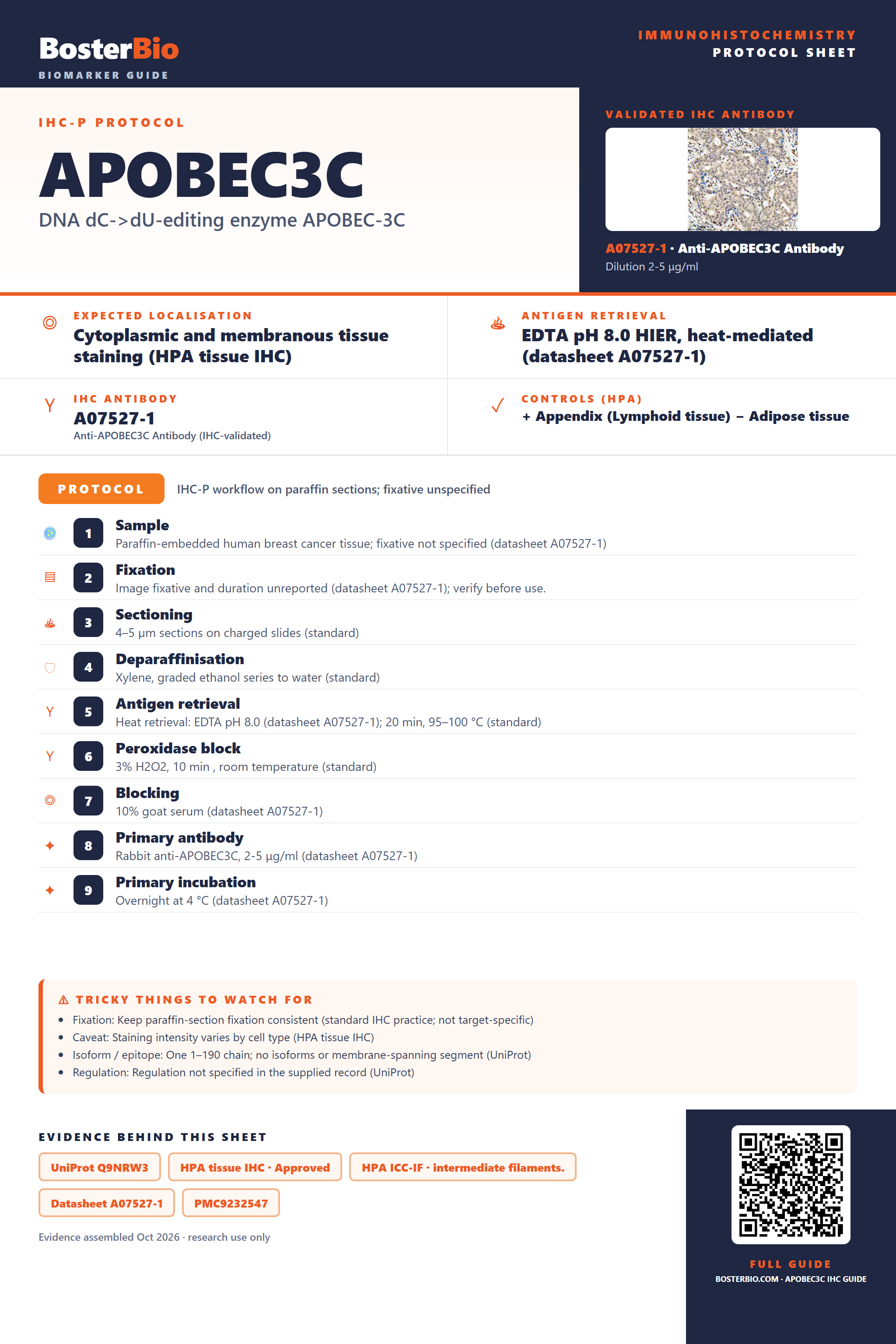 Immunohistochemistry protocol sheet for APOBEC3C (IHC for APOBEC3C): expected localisation Cytoplasmic and membranous tissue staining (HPA tissue IHC), antibody A07527-1, validated IHC image, and IHC protocol steps