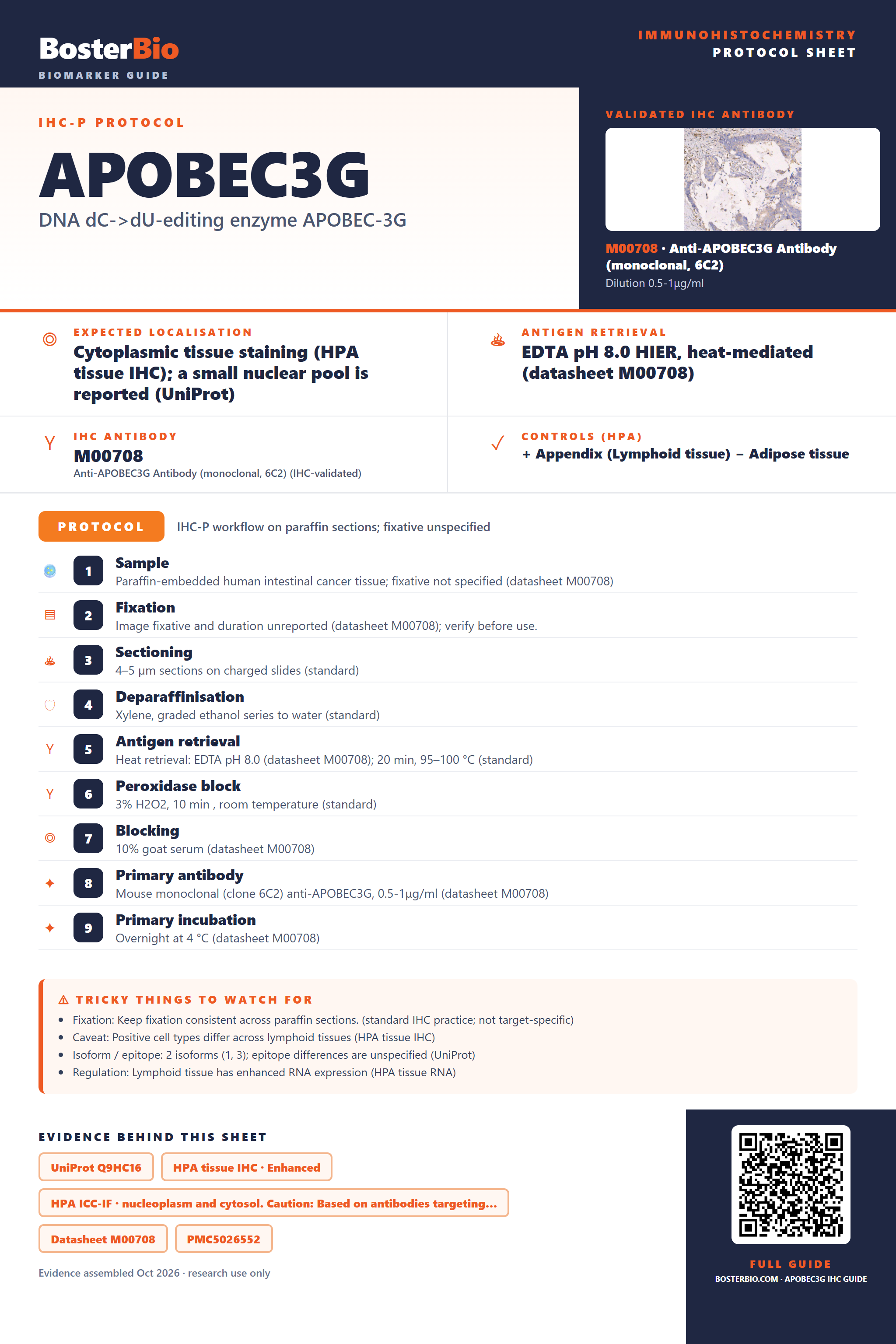 Immunohistochemistry protocol sheet for APOBEC3G (IHC for APOBEC3G): expected localisation Cytoplasmic tissue staining (HPA tissue IHC); a small nuclear pool is reported (UniProt), antibody M00708, validated IHC image, and IHC protocol steps