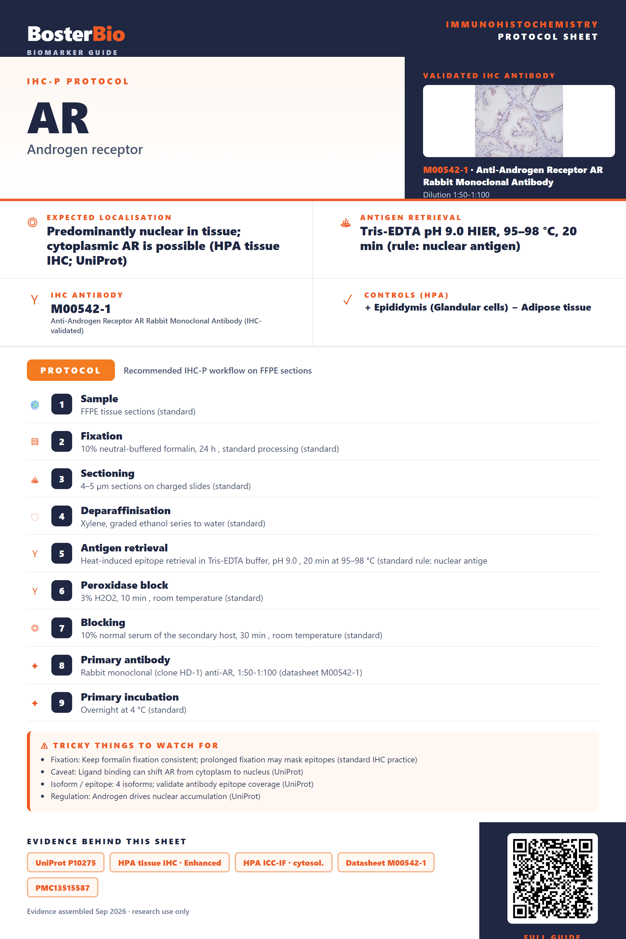 Immunohistochemistry protocol sheet for AR (IHC for AR): expected localisation Predominantly nuclear in tissue; cytoplasmic AR is possible (HPA tissue IHC; UniProt), antibody M00542-1, validated IHC image, and IHC protocol steps