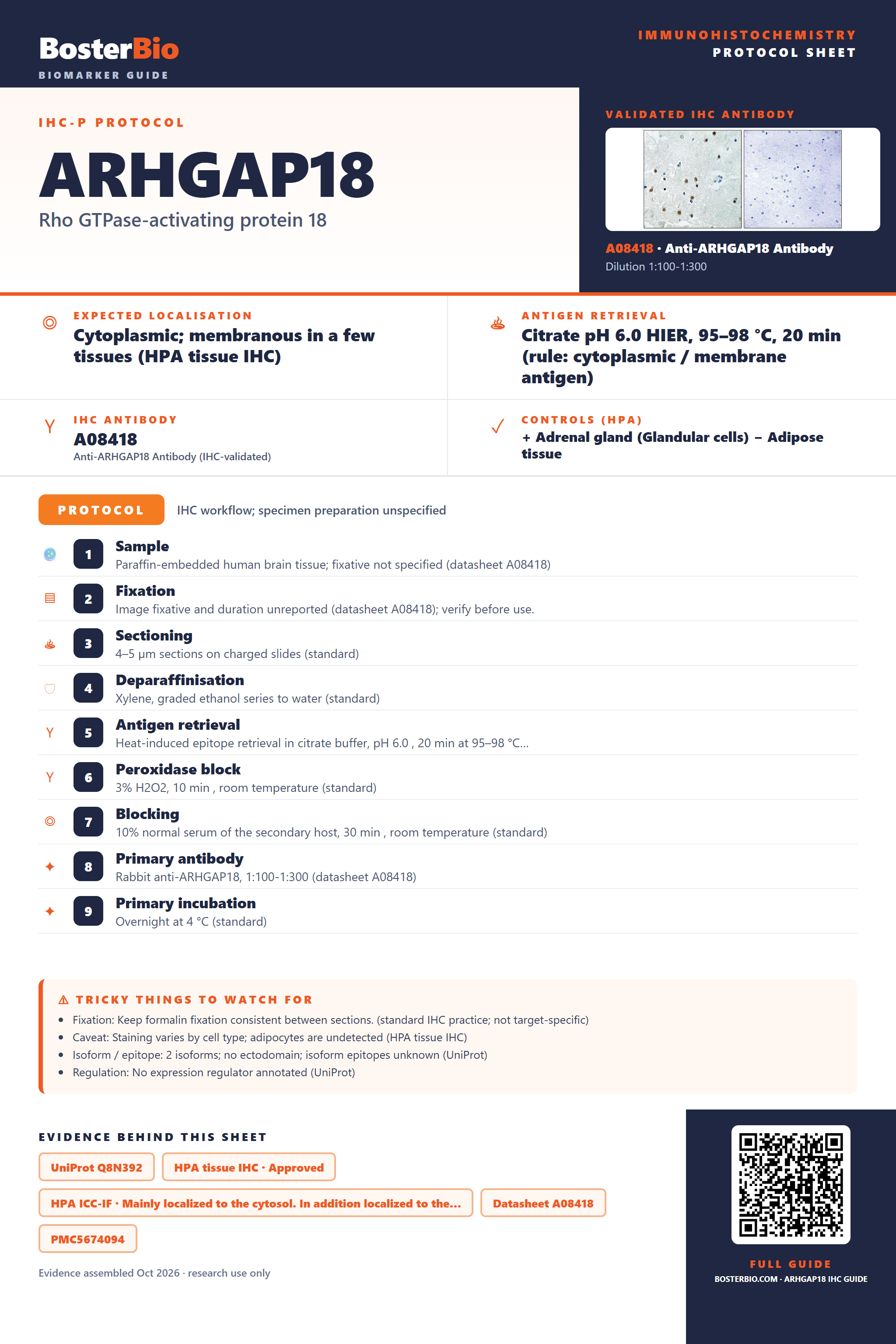Immunohistochemistry protocol sheet for ARHGAP18 (IHC for ARHGAP18): expected localisation Cytoplasmic; membranous in a few tissues (HPA tissue IHC), antibody A08418, validated IHC image, and IHC protocol steps