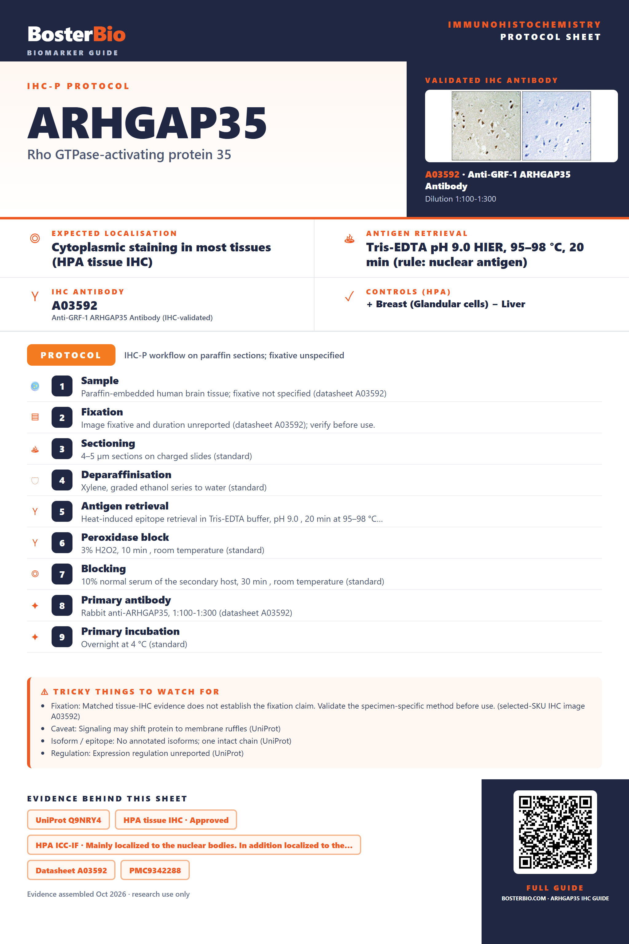 Immunohistochemistry protocol sheet for ARHGAP35 (IHC for ARHGAP35): expected localisation Cytoplasmic staining in most tissues (HPA tissue IHC), antibody A03592, validated IHC image, and IHC protocol steps