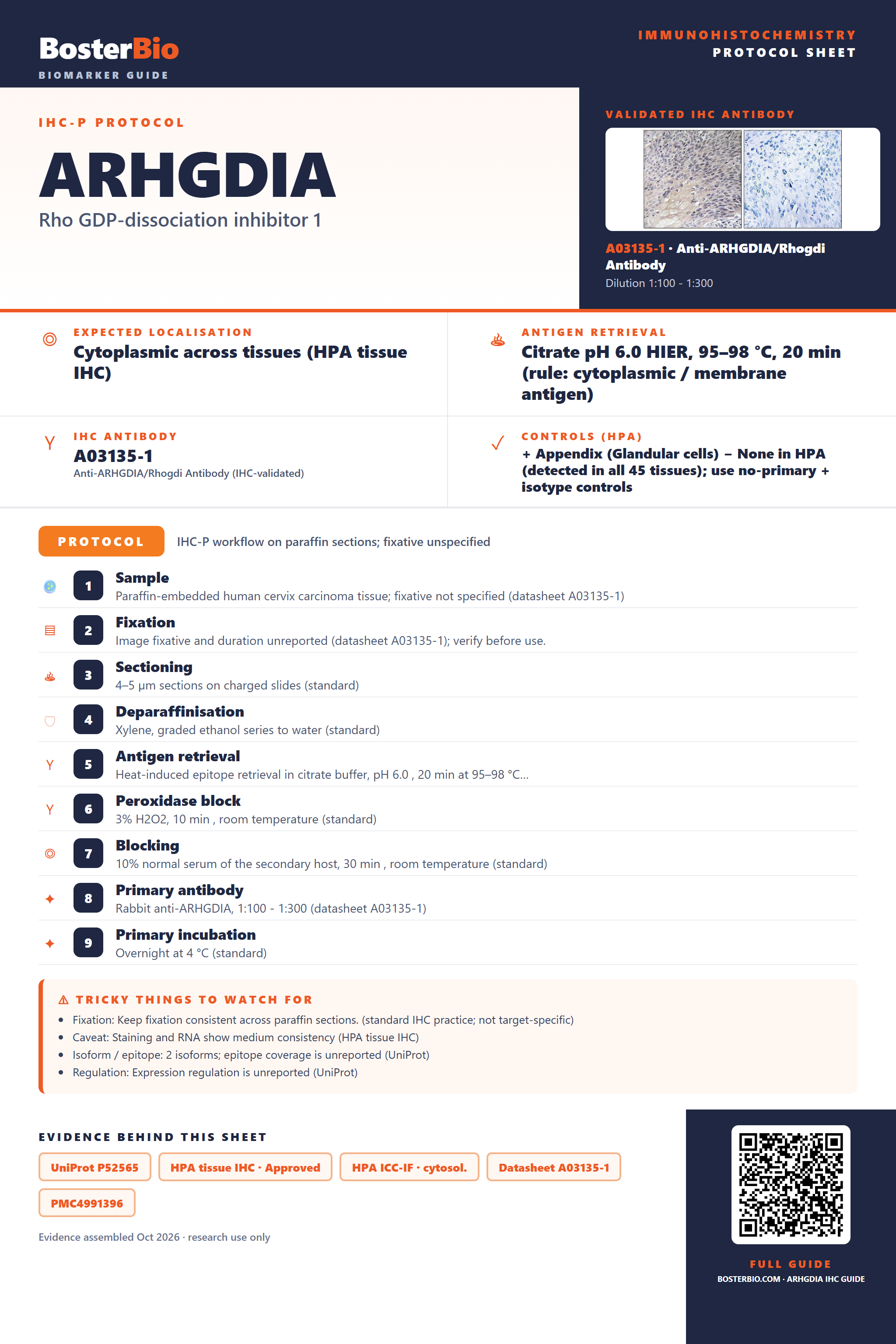 Immunohistochemistry protocol sheet for ARHGDIA (IHC for ARHGDIA): expected localisation Cytoplasmic across tissues (HPA tissue IHC), antibody A03135-1, validated IHC image, and IHC protocol steps