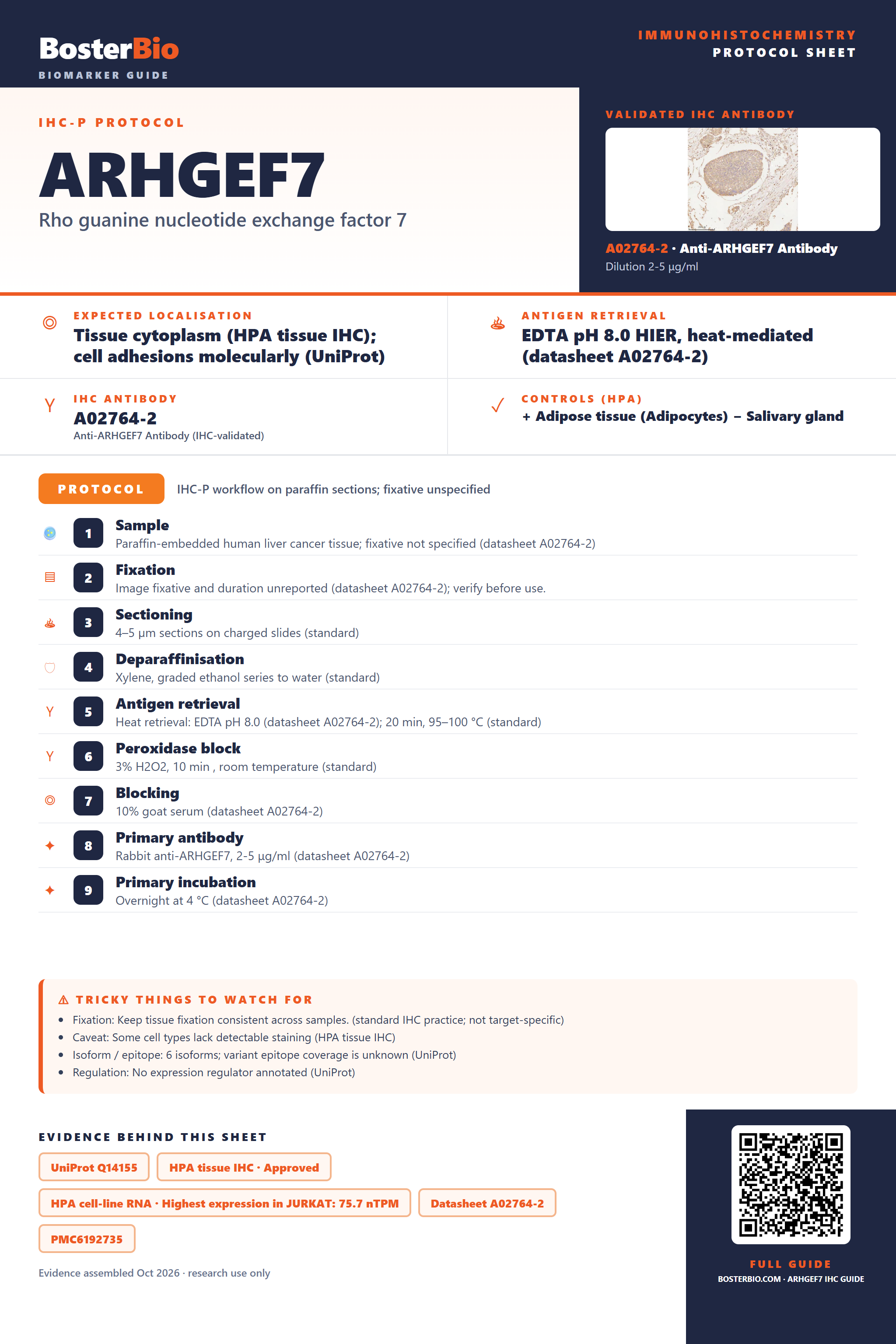 Immunohistochemistry protocol sheet for ARHGEF7 (IHC for ARHGEF7): expected localisation Tissue cytoplasm (HPA tissue IHC); cell adhesions molecularly (UniProt), antibody A02764-2, validated IHC image, and IHC protocol steps