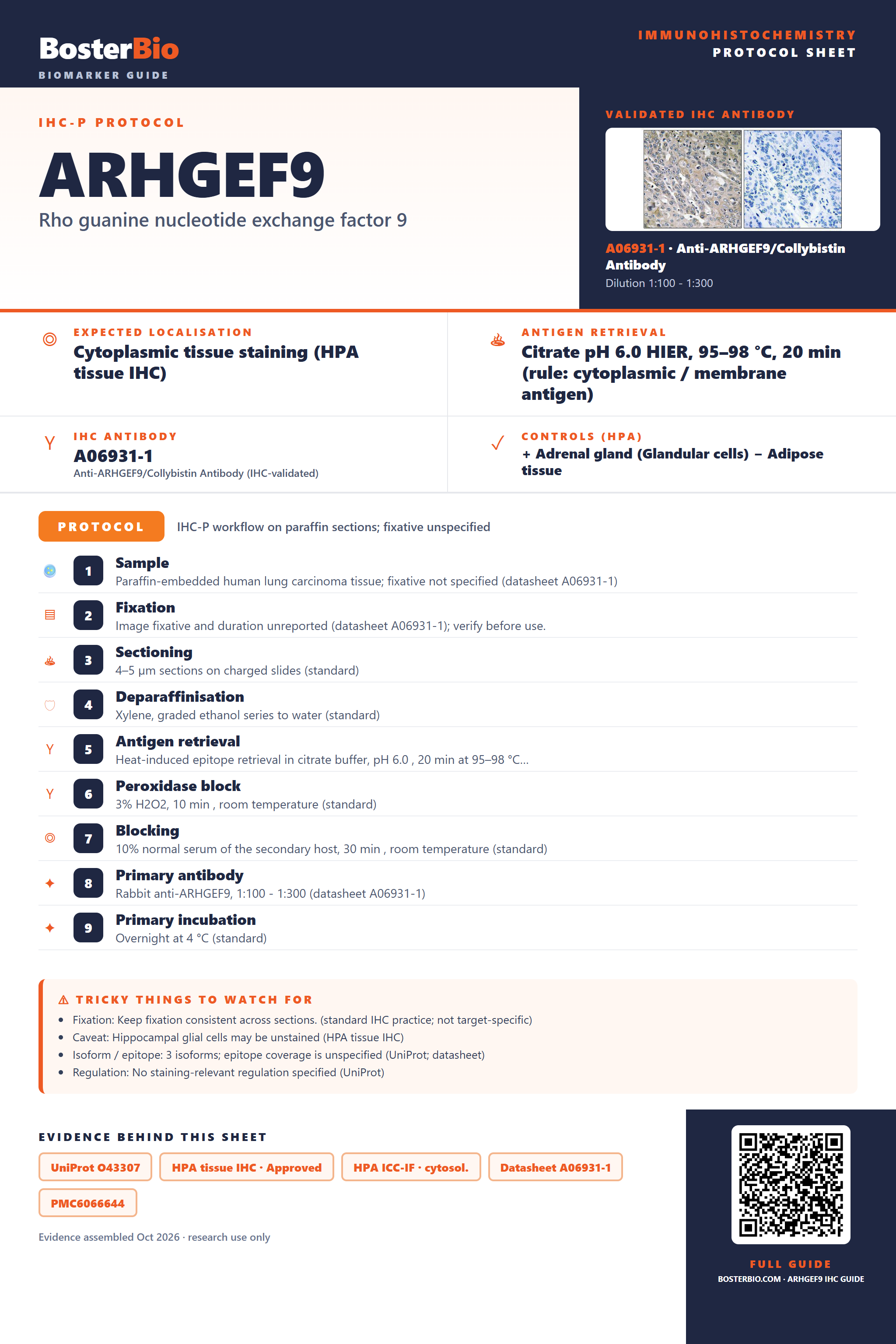 Immunohistochemistry protocol sheet for ARHGEF9 (IHC for ARHGEF9): expected localisation Cytoplasmic tissue staining (HPA tissue IHC), antibody A06931-1, validated IHC image, and IHC protocol steps