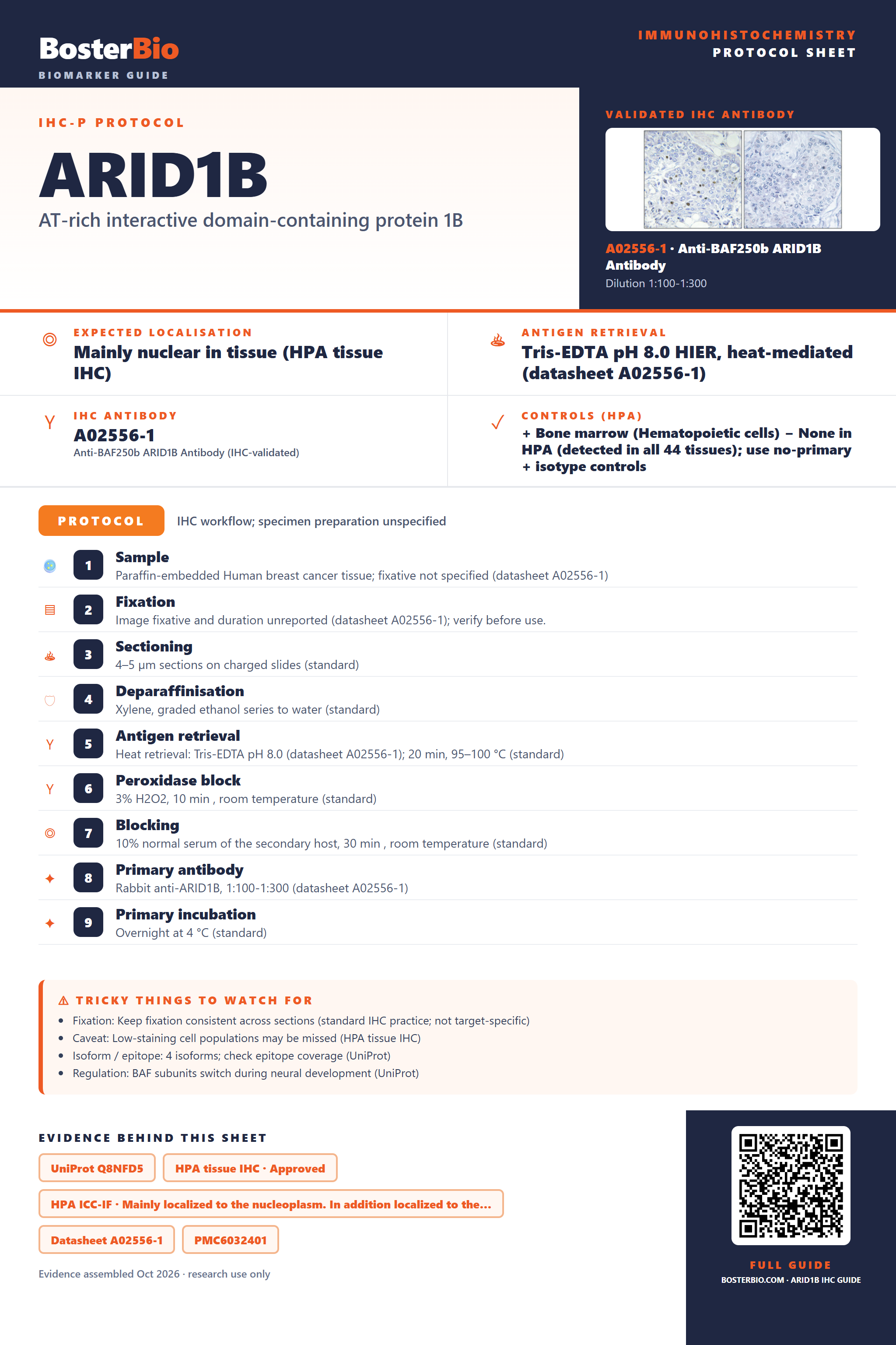 Immunohistochemistry protocol sheet for ARID1B (IHC for ARID1B): expected localisation Mainly nuclear in tissue (HPA tissue IHC), antibody A02556-1, validated IHC image, and IHC protocol steps