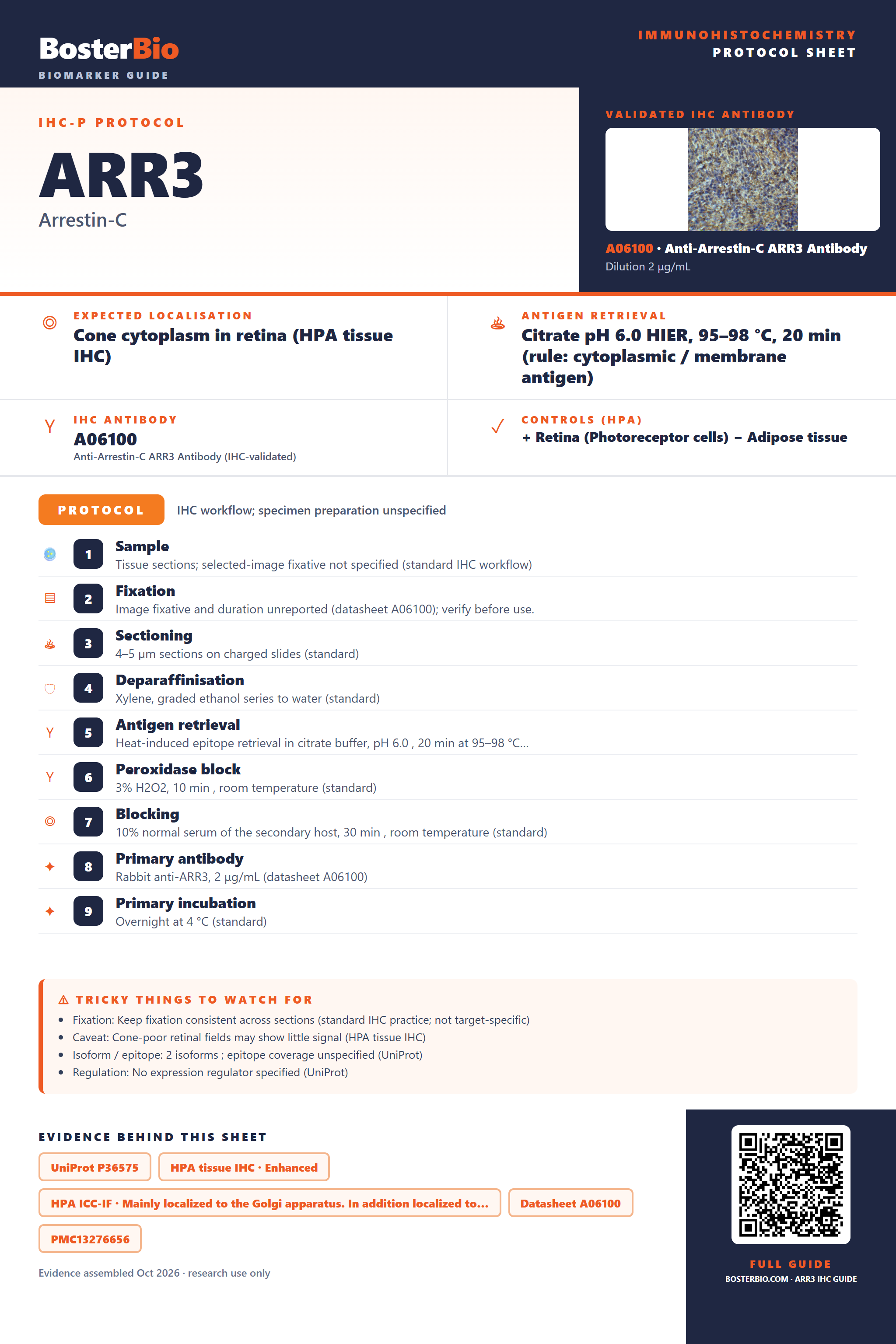Immunohistochemistry protocol sheet for ARR3 (IHC for ARR3): expected localisation Cone cytoplasm in retina (HPA tissue IHC), antibody A06100, validated IHC image, and IHC protocol steps