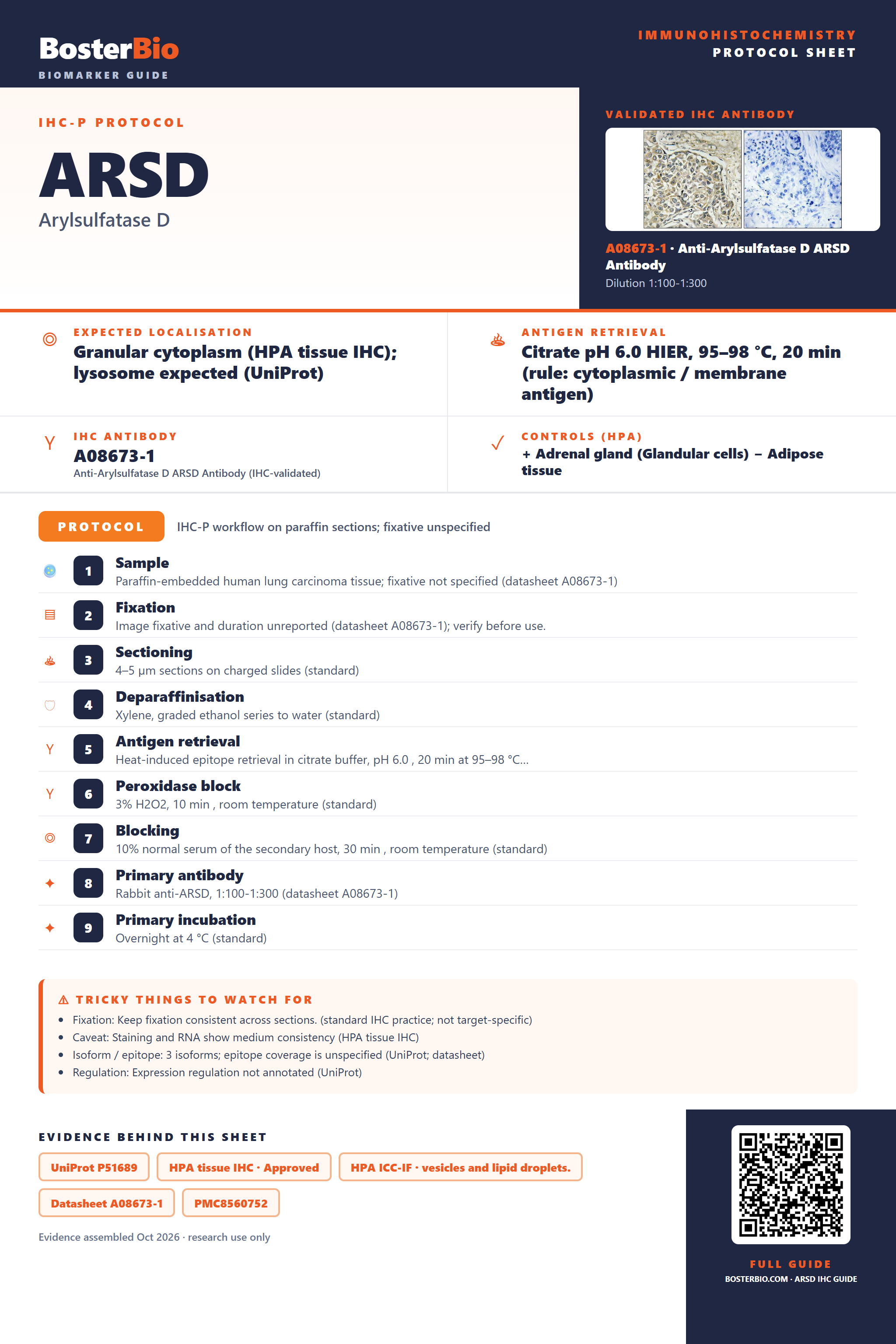 Immunohistochemistry protocol sheet for ARSD (IHC for ARSD): expected localisation Granular cytoplasm (HPA tissue IHC); lysosome expected (UniProt), antibody A08673-1, validated IHC image, and IHC protocol steps