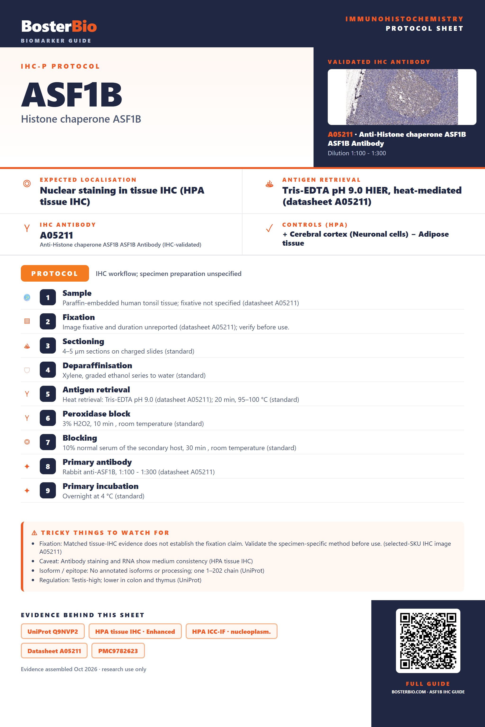 Immunohistochemistry protocol sheet for ASF1B (IHC for ASF1B): expected localisation Nuclear staining in tissue IHC (HPA tissue IHC), antibody A05211, validated IHC image, and IHC protocol steps