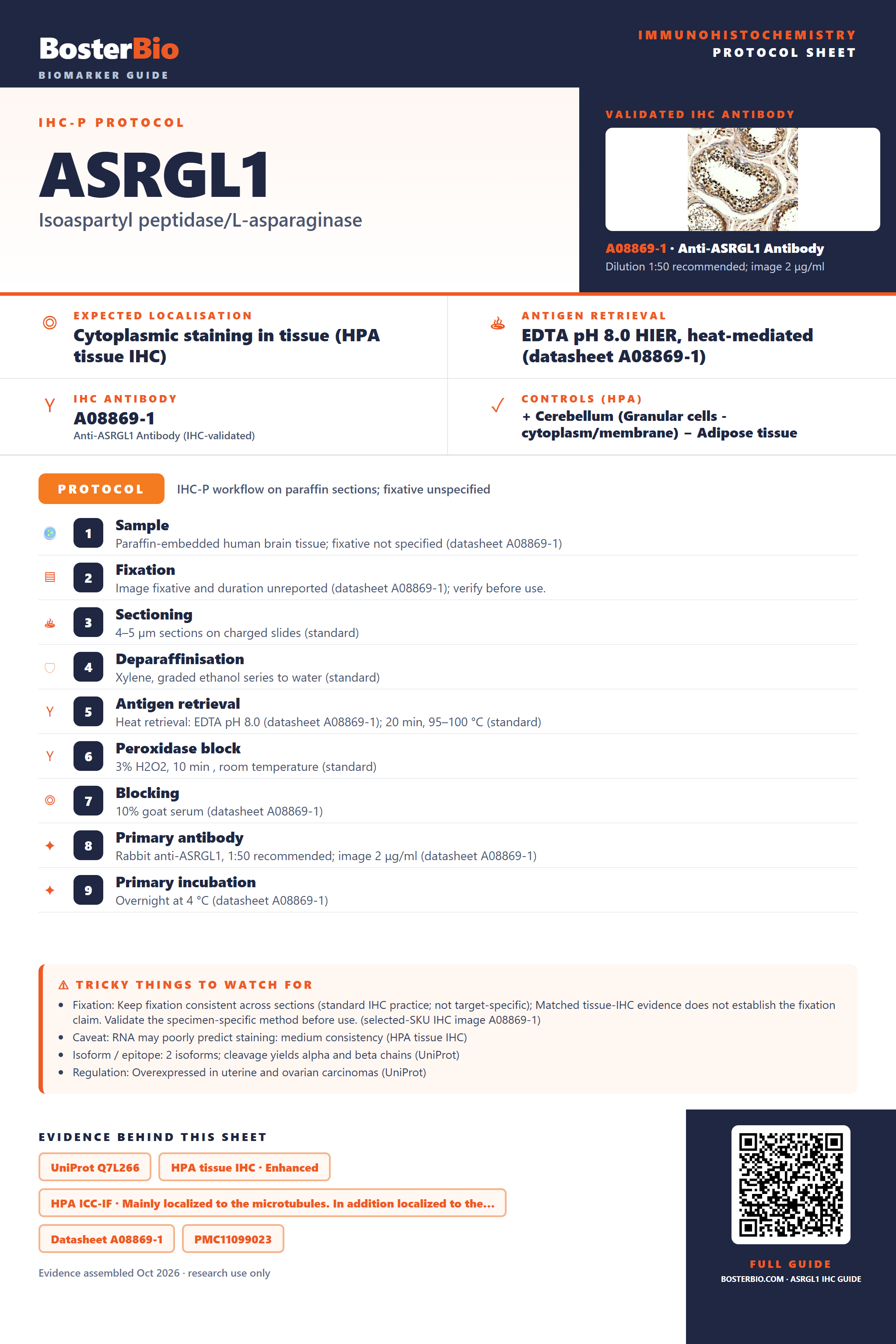 Immunohistochemistry protocol sheet for ASRGL1 (IHC for ASRGL1): expected localisation Cytoplasmic staining in tissue (HPA tissue IHC), antibody A08869-1, validated IHC image, and IHC protocol steps