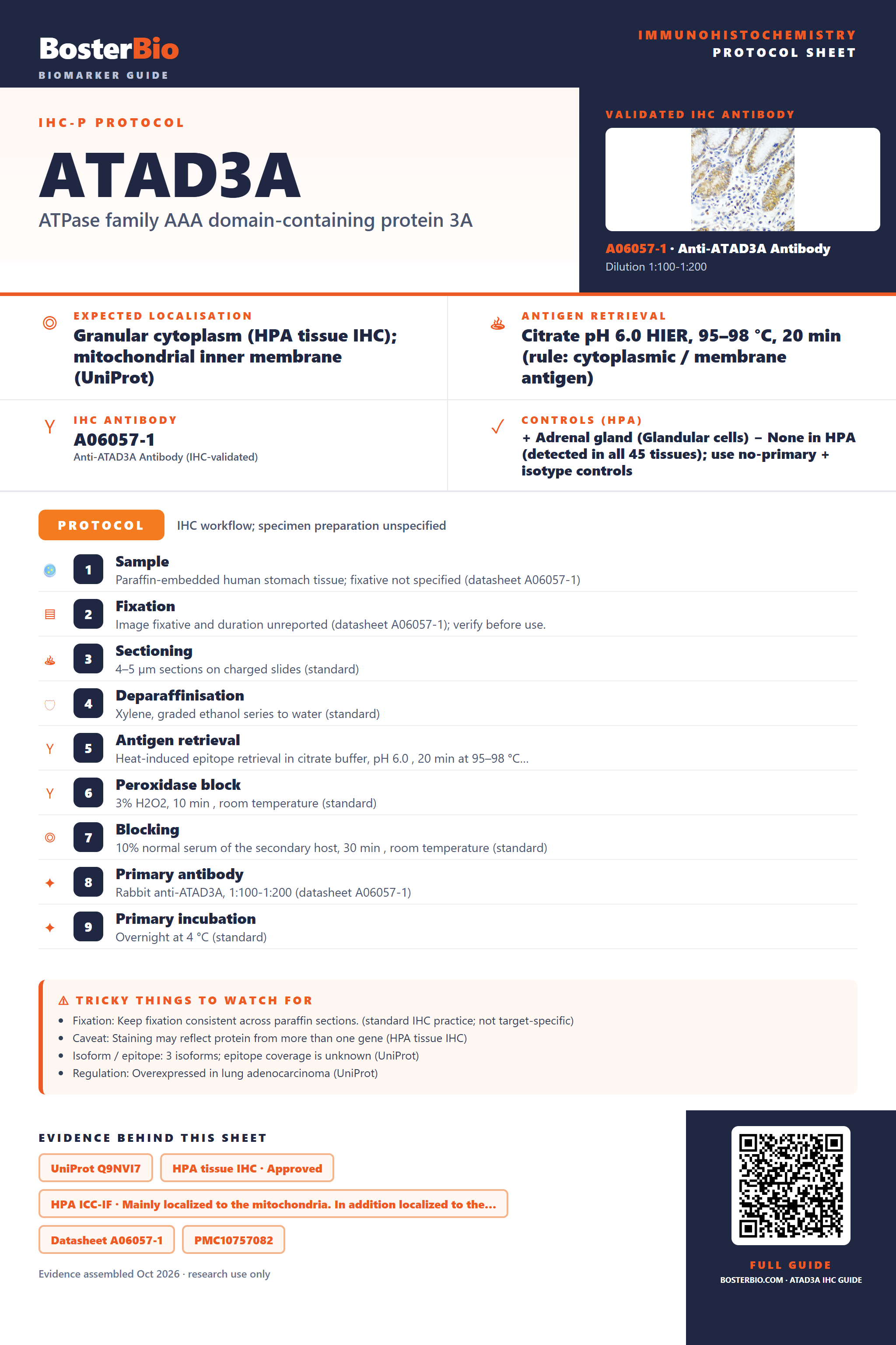 Immunohistochemistry protocol sheet for ATAD3A (IHC for ATAD3A): expected localisation Granular cytoplasm (HPA tissue IHC); mitochondrial inner membrane (UniProt), antibody A06057-1, validated IHC image, and IHC protocol steps