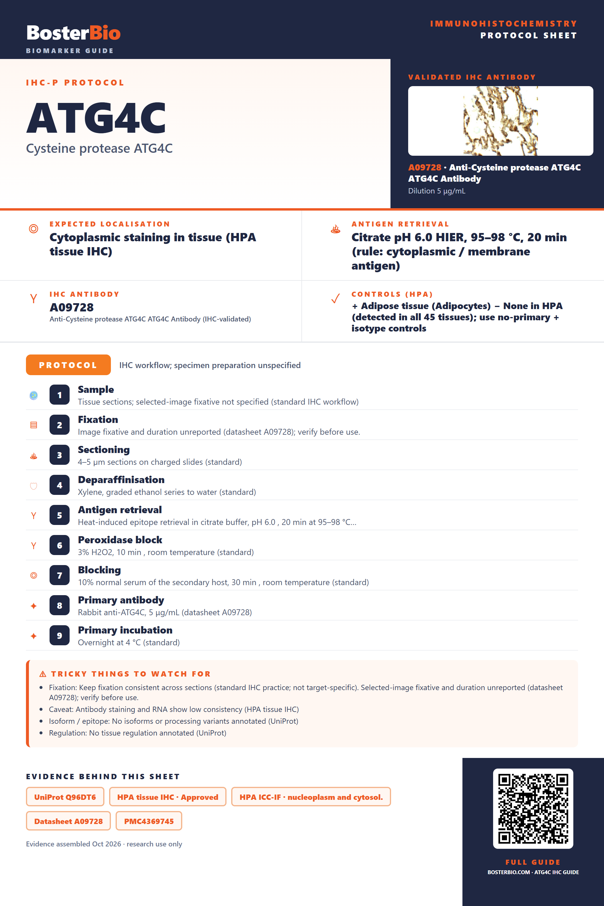 Immunohistochemistry protocol sheet for ATG4C (IHC for ATG4C): expected localisation Cytoplasmic staining in tissue (HPA tissue IHC), antibody A09728, validated IHC image, and IHC protocol steps