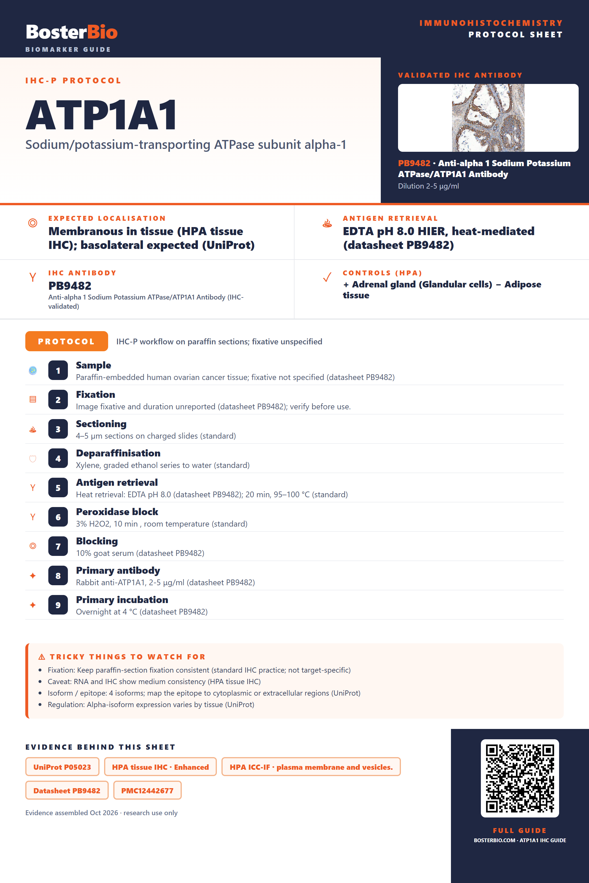 Immunohistochemistry protocol sheet for ATP1A1 (IHC for ATP1A1): expected localisation Membranous in tissue (HPA tissue IHC); basolateral expected (UniProt), antibody PB9482, validated IHC image, and IHC protocol steps
