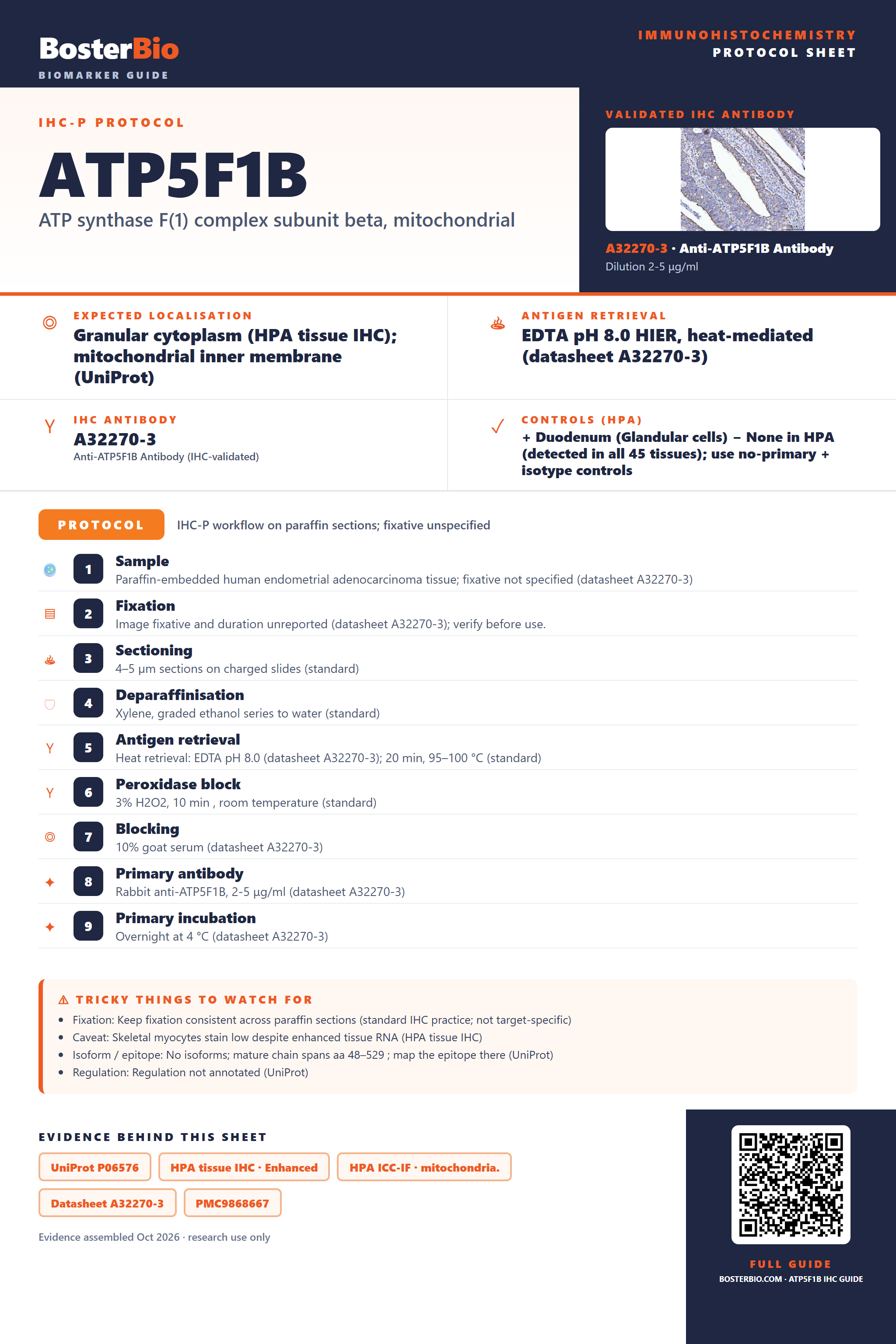 Immunohistochemistry protocol sheet for ATP5F1B (IHC for ATP5F1B): expected localisation Granular cytoplasm (HPA tissue IHC); mitochondrial inner membrane (UniProt), antibody A32270-3, validated IHC image, and IHC protocol steps