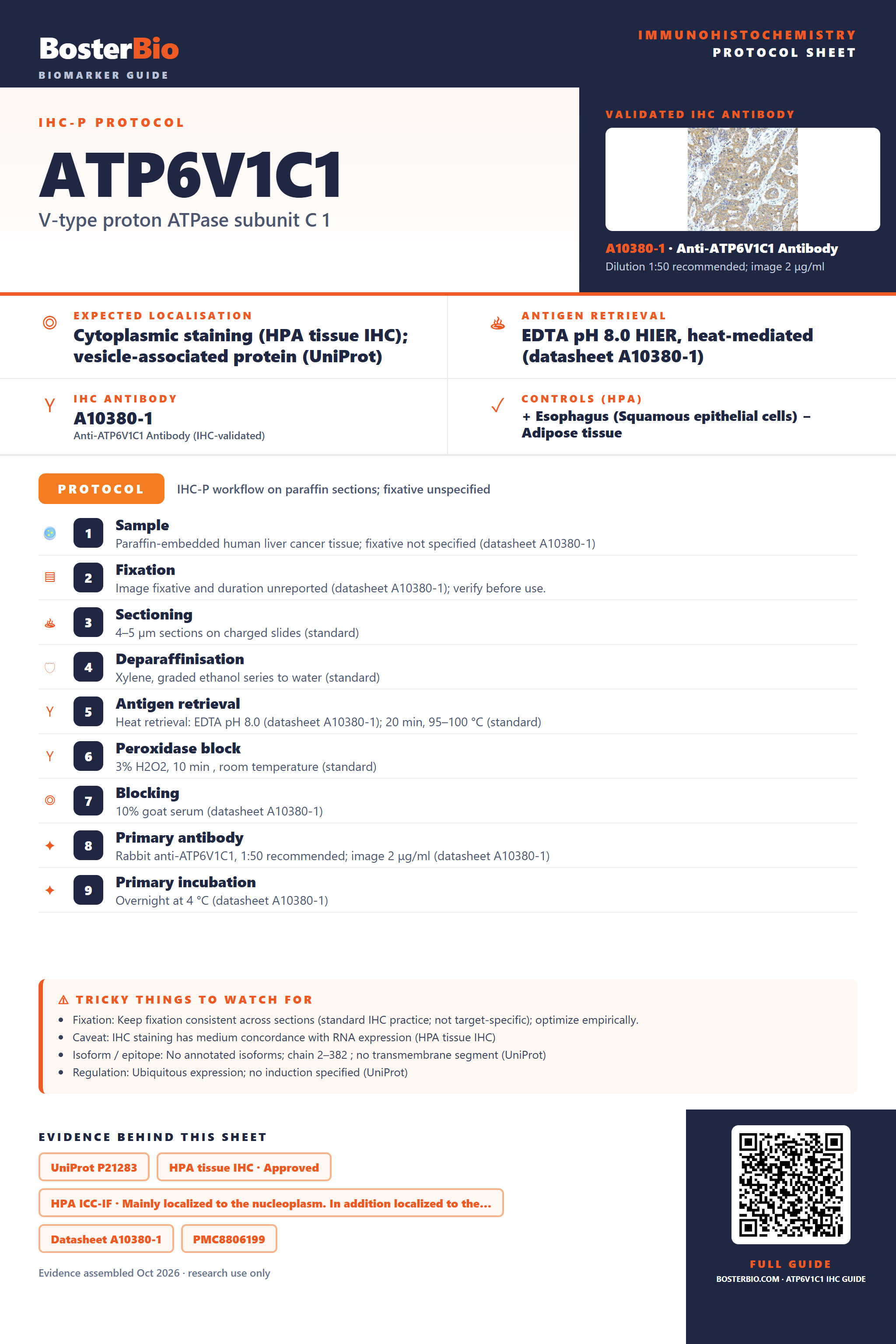 Immunohistochemistry protocol sheet for ATP6V1C1 (IHC for ATP6V1C1): expected localisation Cytoplasmic staining (HPA tissue IHC); vesicle-associated protein (UniProt), antibody A10380-1, validated IHC image, and IHC protocol steps
