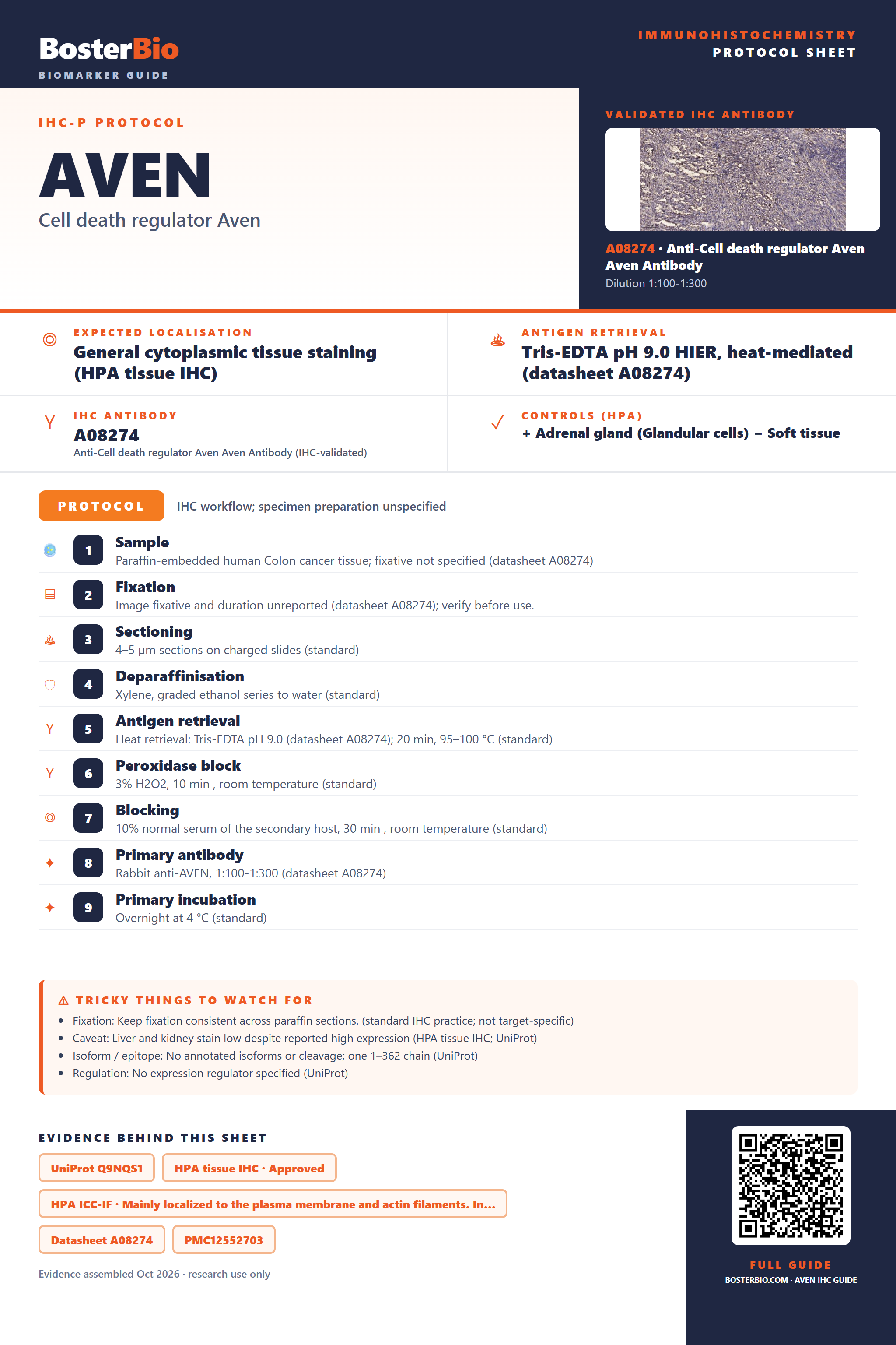 Immunohistochemistry protocol sheet for AVEN (IHC for AVEN): expected localisation General cytoplasmic tissue staining (HPA tissue IHC), antibody A08274, validated IHC image, and IHC protocol steps