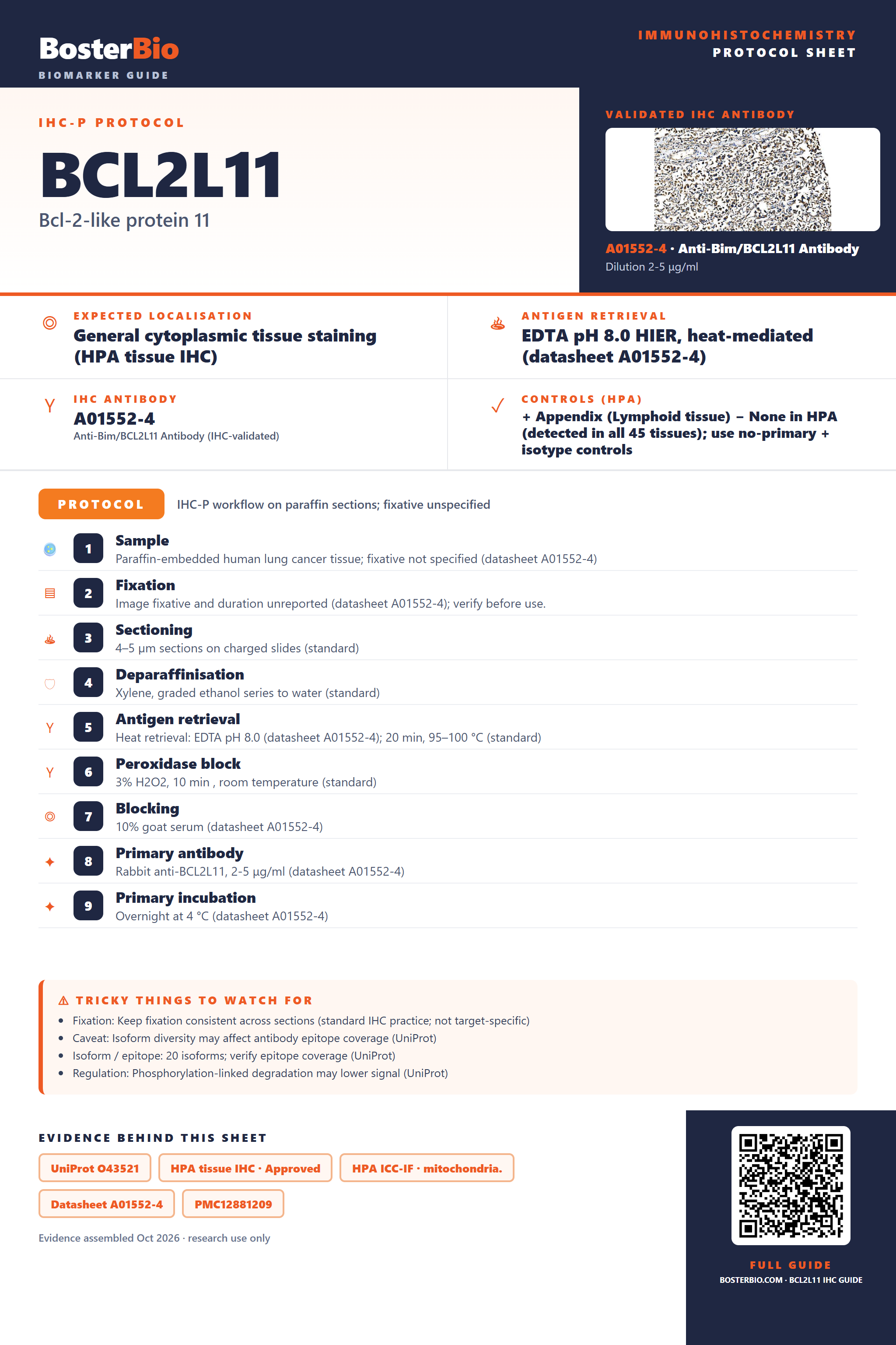 Immunohistochemistry protocol sheet for BCL2L11 (IHC for BCL2L11): expected localisation General cytoplasmic tissue staining (HPA tissue IHC), antibody A01552-4, validated IHC image, and IHC protocol steps