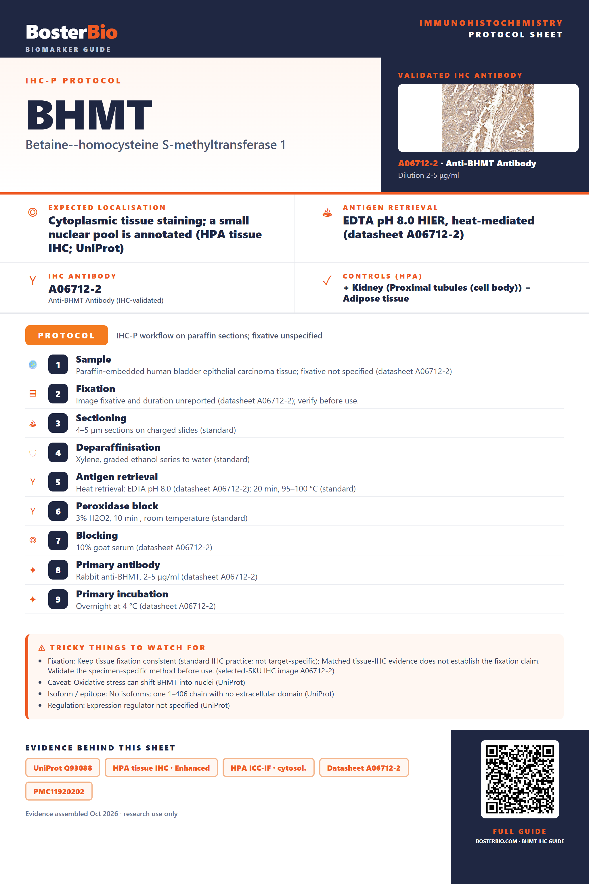Immunohistochemistry protocol sheet for BHMT (IHC for BHMT): expected localisation Cytoplasmic tissue staining; a small nuclear pool is annotated (HPA tissue IHC; UniProt), antibody A06712-2, validated IHC image, and IHC protocol steps