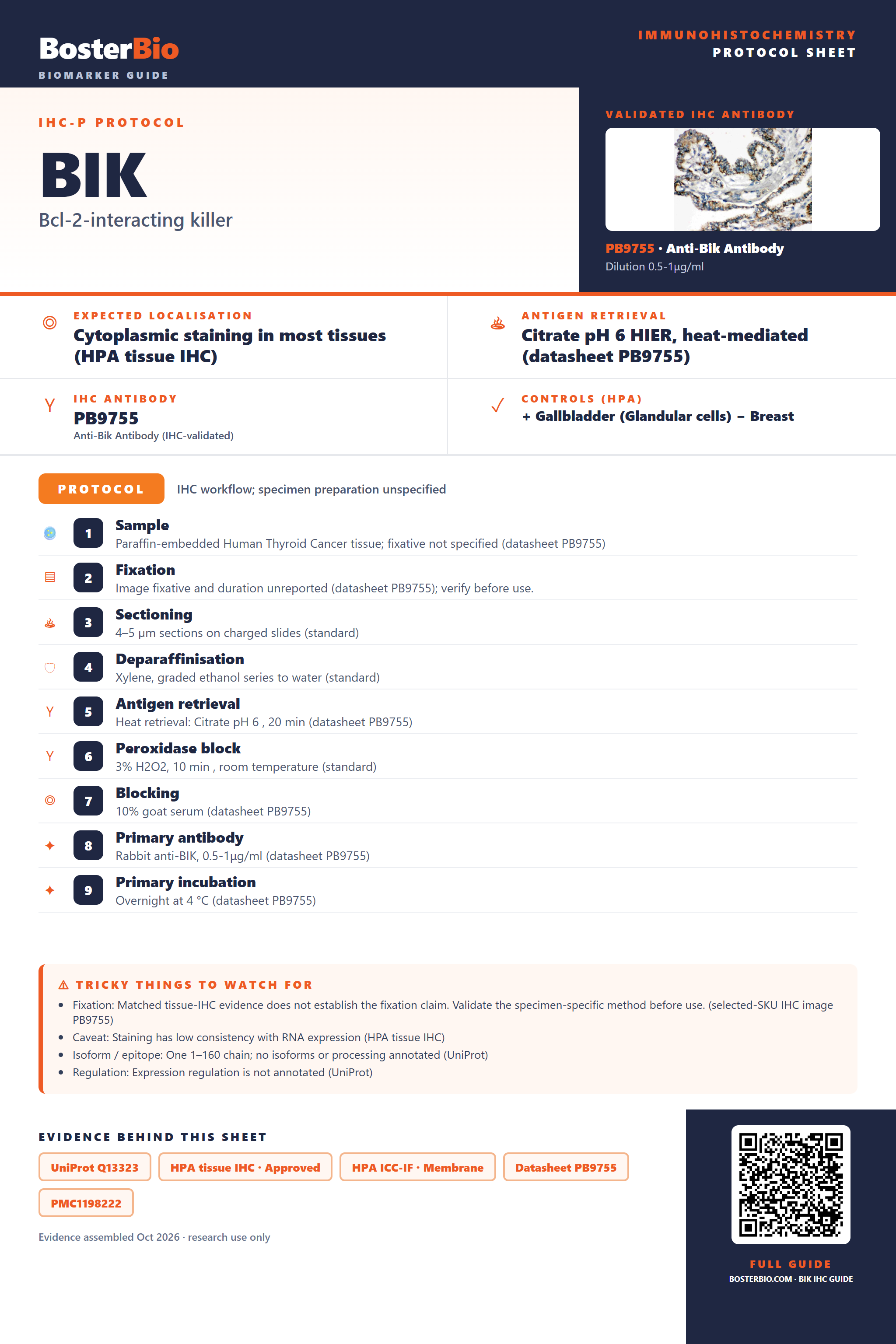 Immunohistochemistry protocol sheet for BIK (IHC for BIK): expected localisation Cytoplasmic staining in most tissues (HPA tissue IHC), antibody PB9755, validated IHC image, and IHC protocol steps