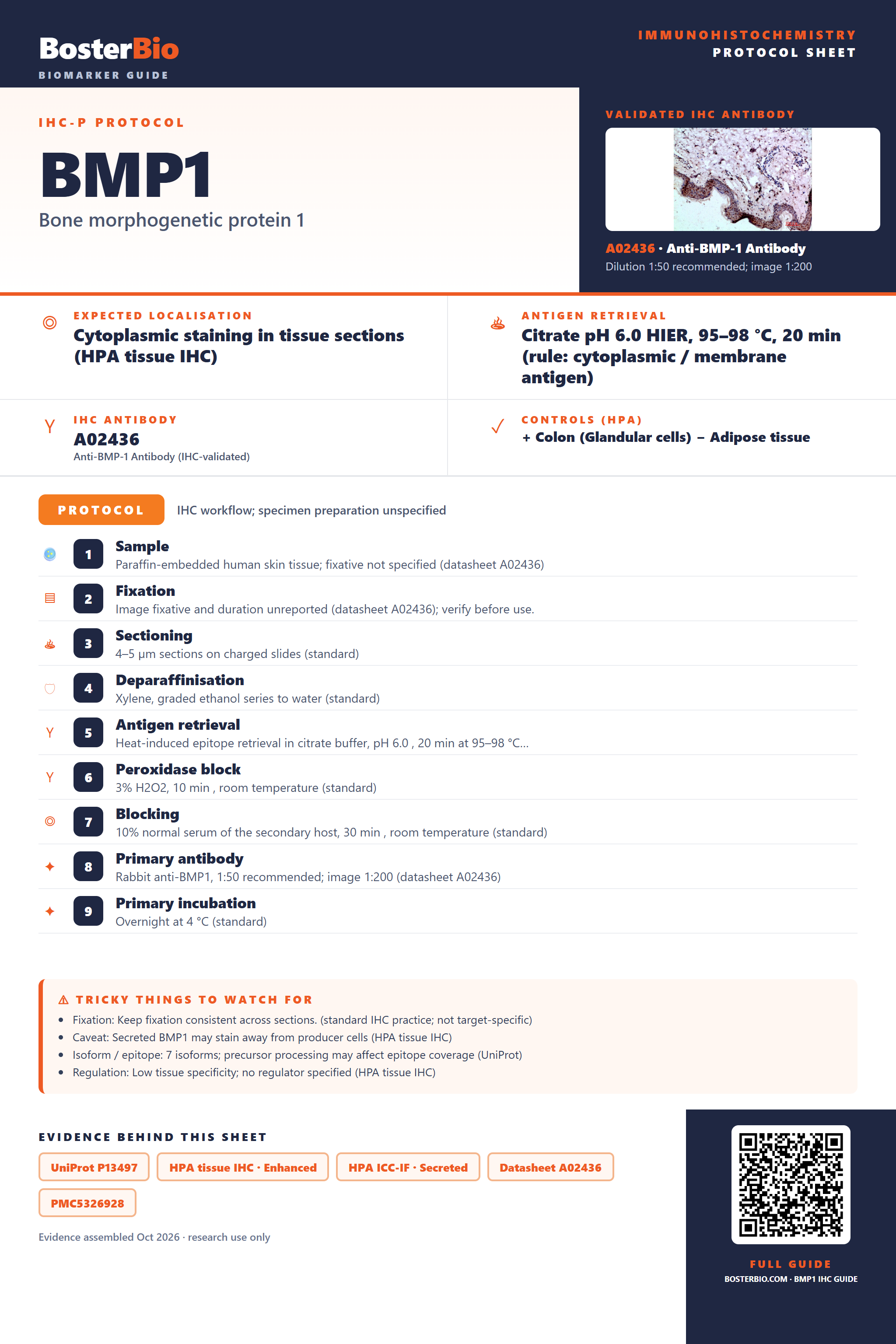 Immunohistochemistry protocol sheet for BMP1 (IHC for BMP1): expected localisation Cytoplasmic staining in tissue sections (HPA tissue IHC), antibody A02436, validated IHC image, and IHC protocol steps