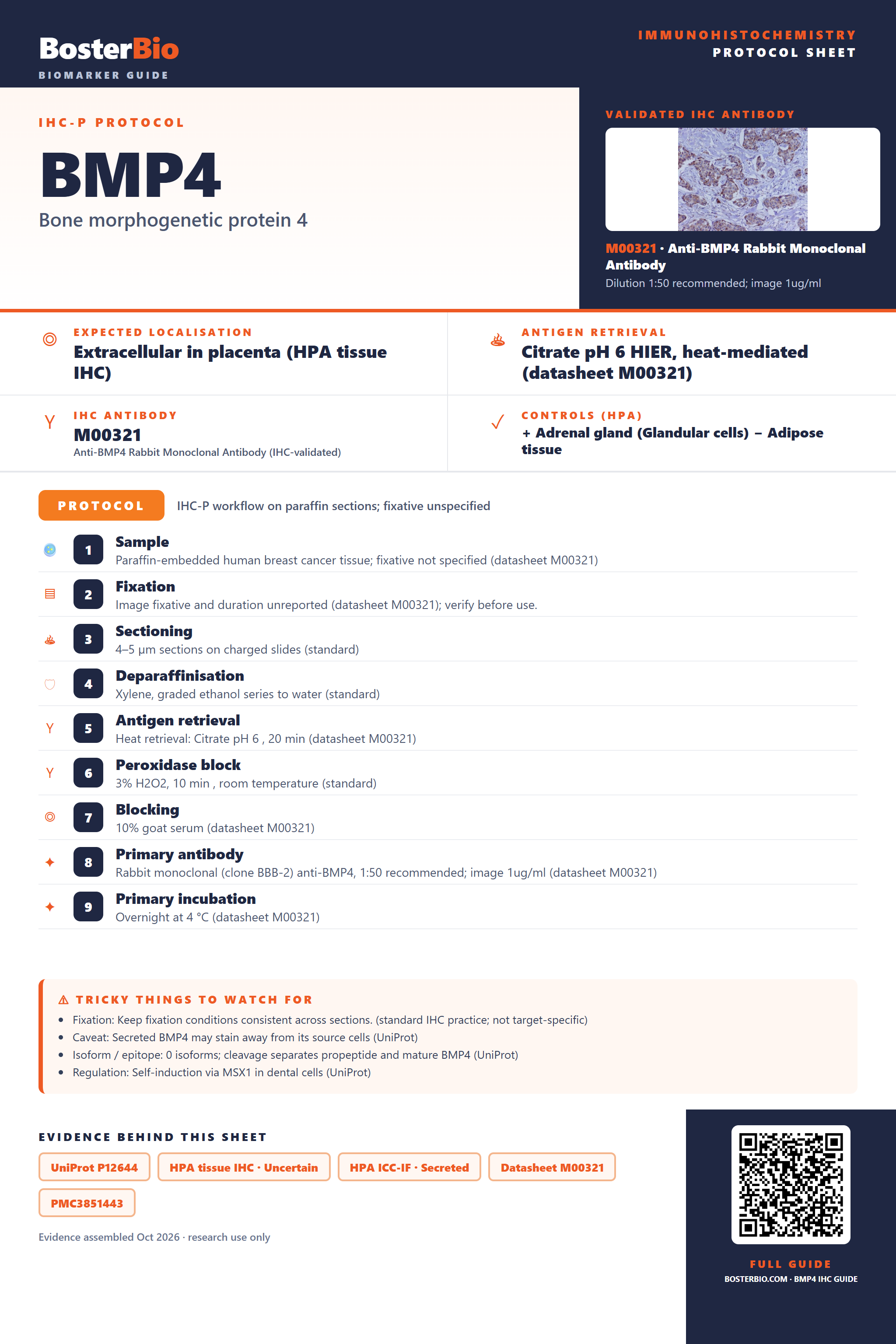 Immunohistochemistry protocol sheet for BMP4 (IHC for BMP4): expected localisation Extracellular in placenta (HPA tissue IHC), antibody M00321, validated IHC image, and IHC protocol steps